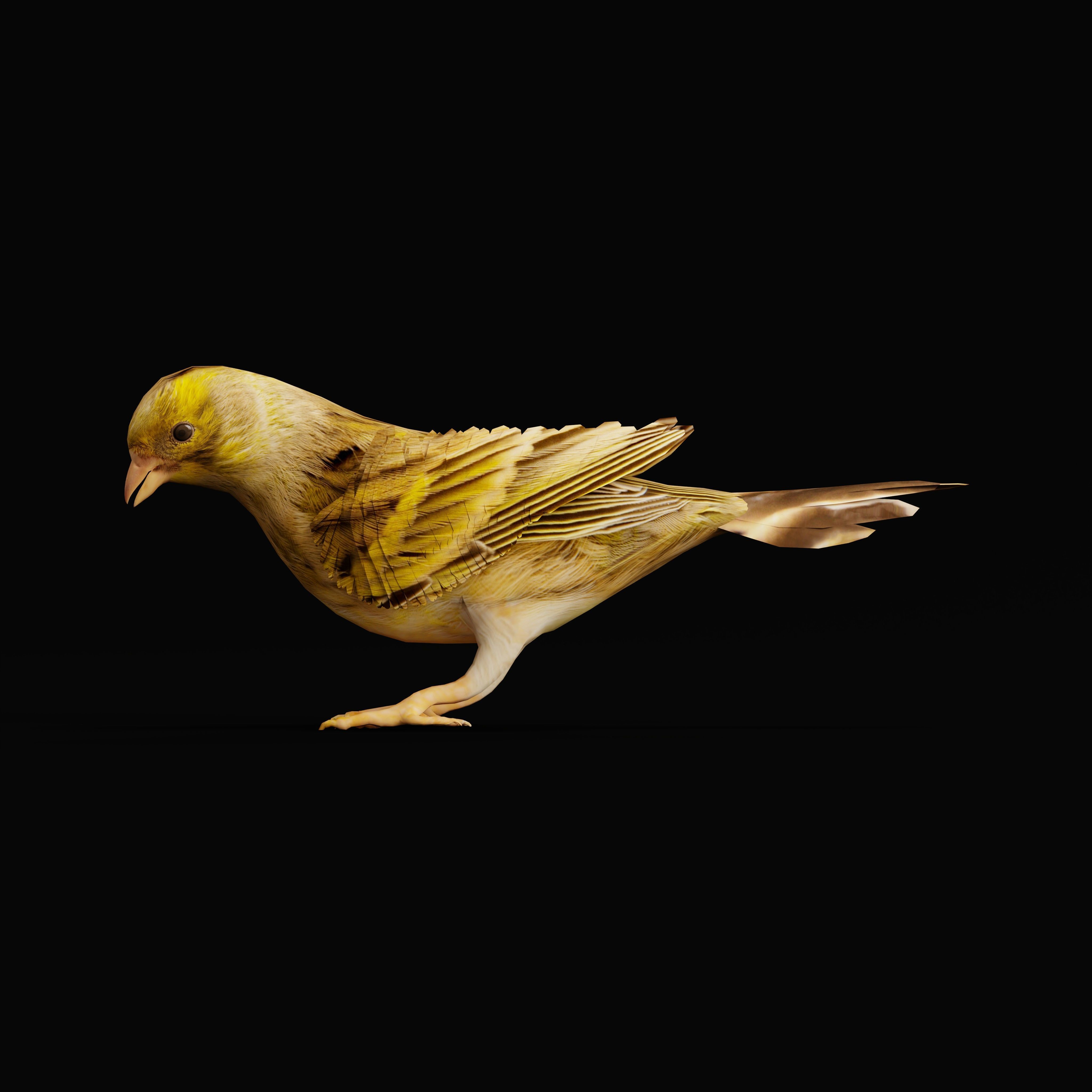 Canary Bird Low-poly 3D model_9