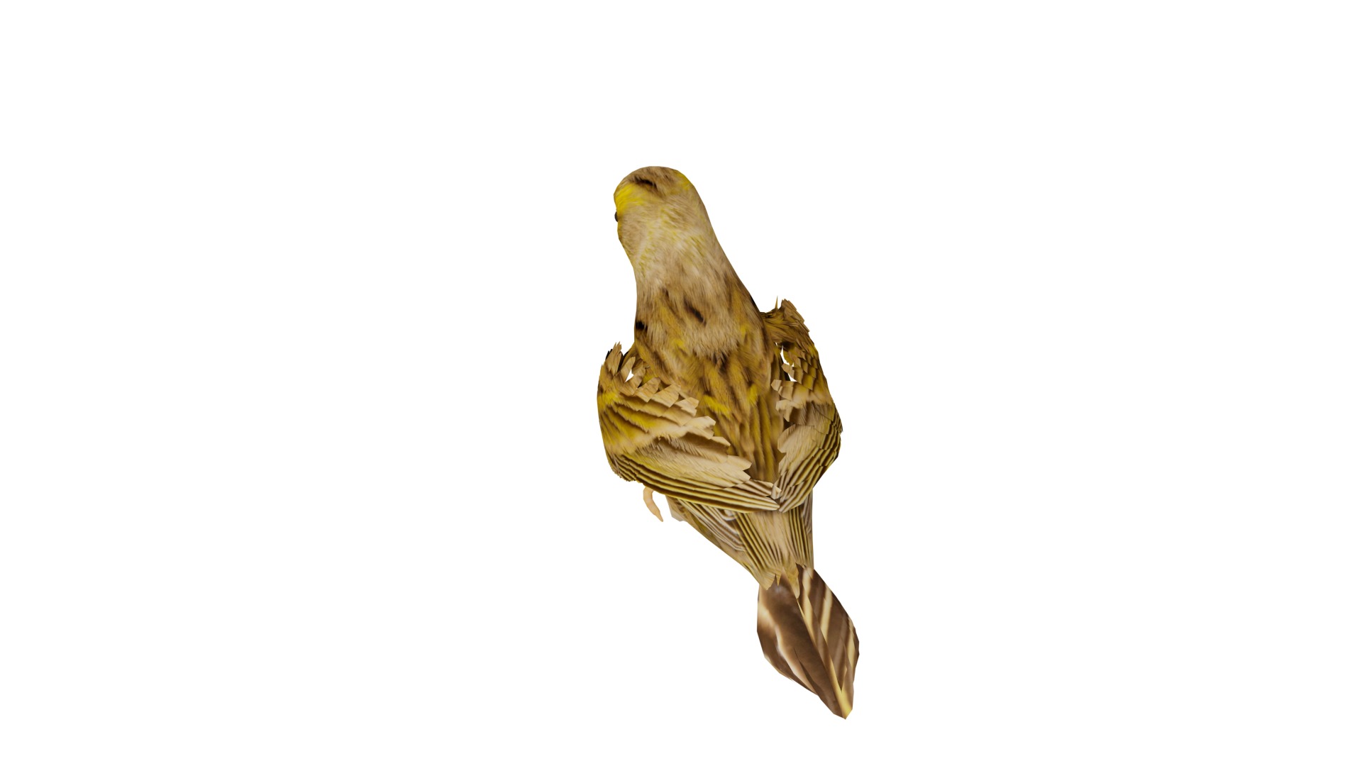 Canary Bird Low-poly 3D model_7