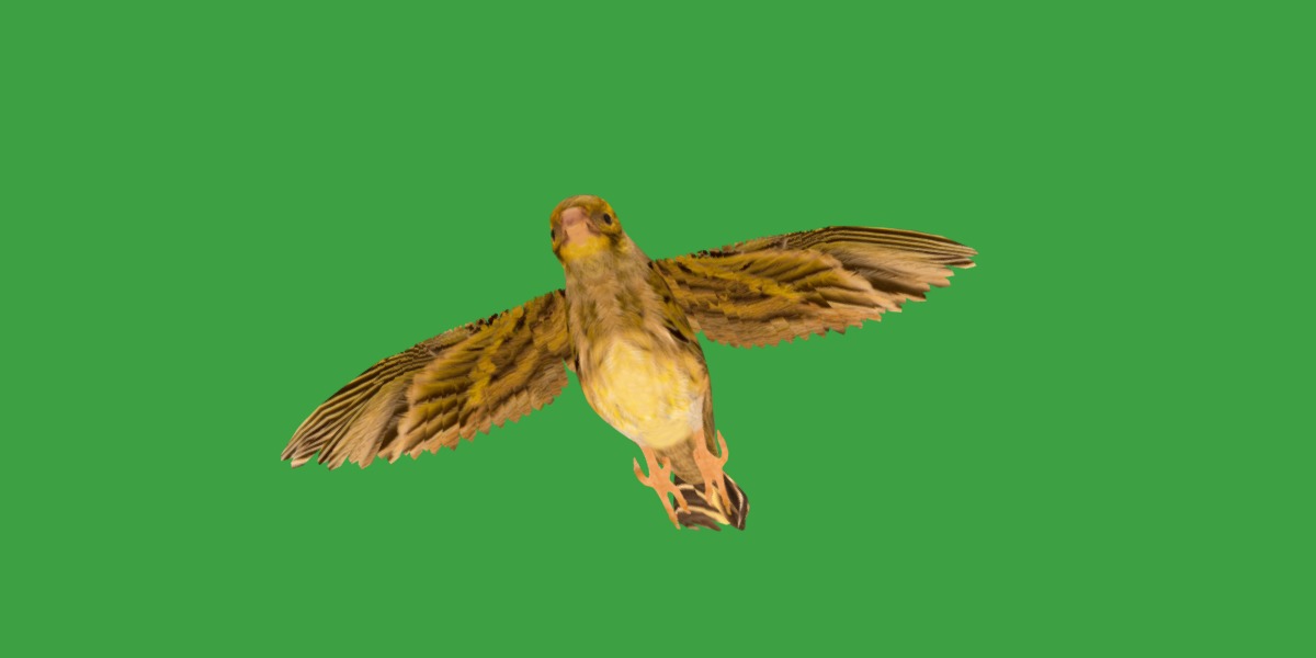 Canary Bird Low-poly 3D model_28