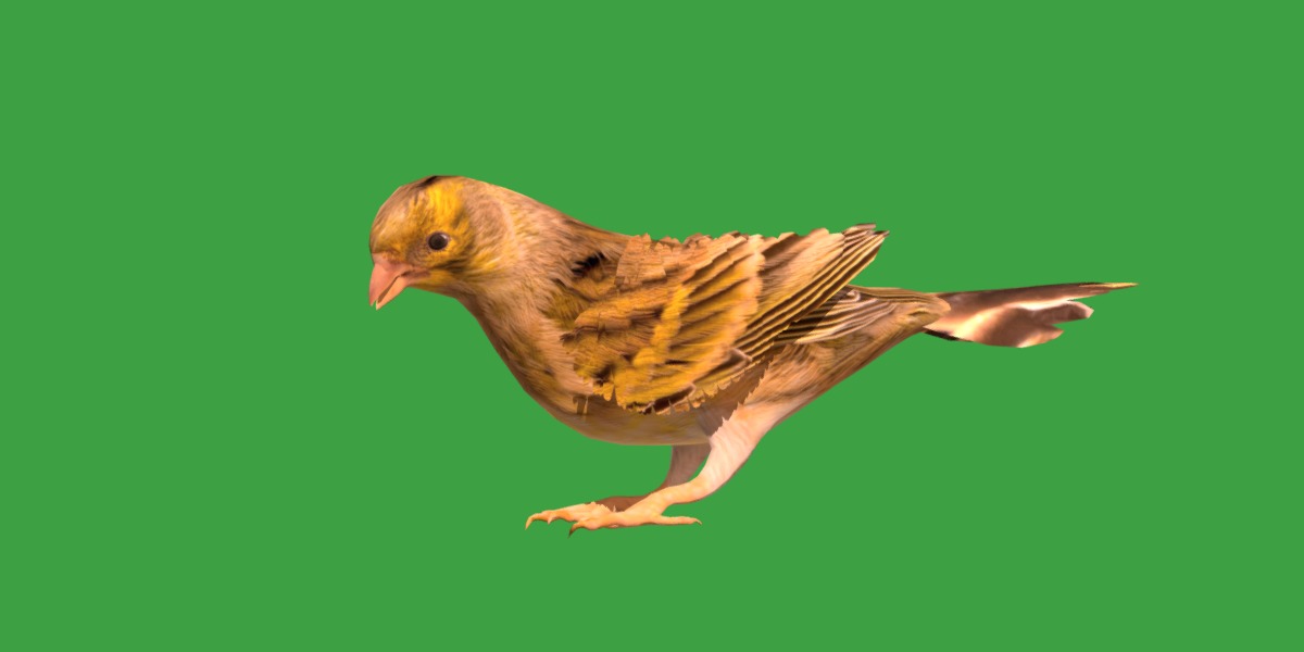 Canary Bird Low-poly 3D model_31