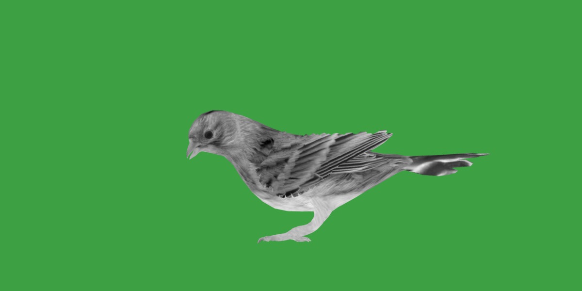 Canary Bird Low-poly 3D model_16