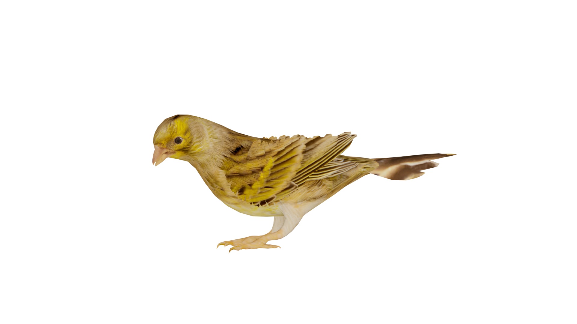 Canary Bird Low-poly 3D model_3