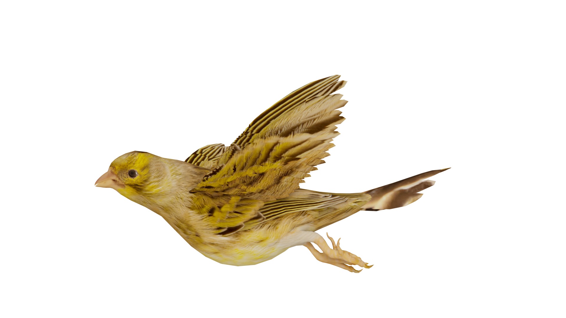 Canary Bird Low-poly 3D model_5