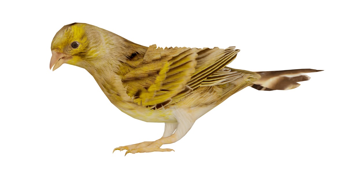 Canary Bird Low-poly 3D model_39
