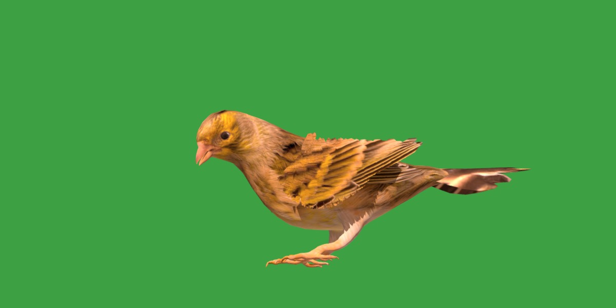 Canary Bird Low-poly 3D model_10