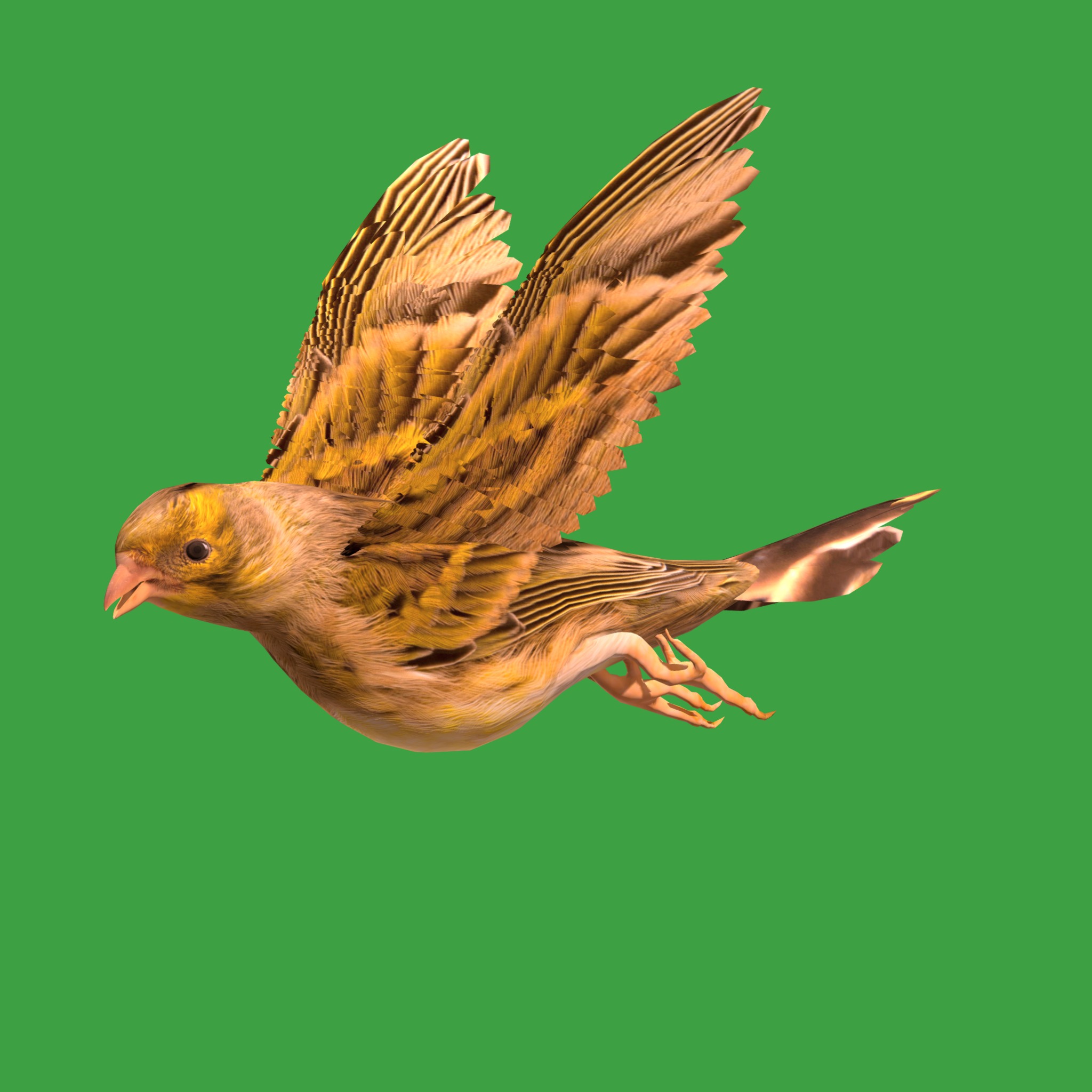 Canary Bird Low-poly 3D model_34
