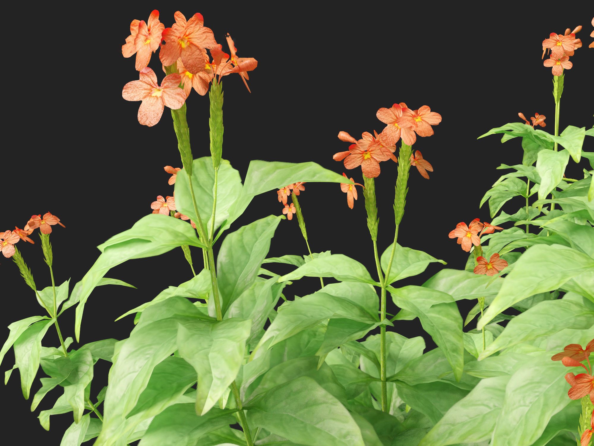 High-LowPoly Crossandra infundibuliformis - Firecracker Flower Low-poly 3D model_1