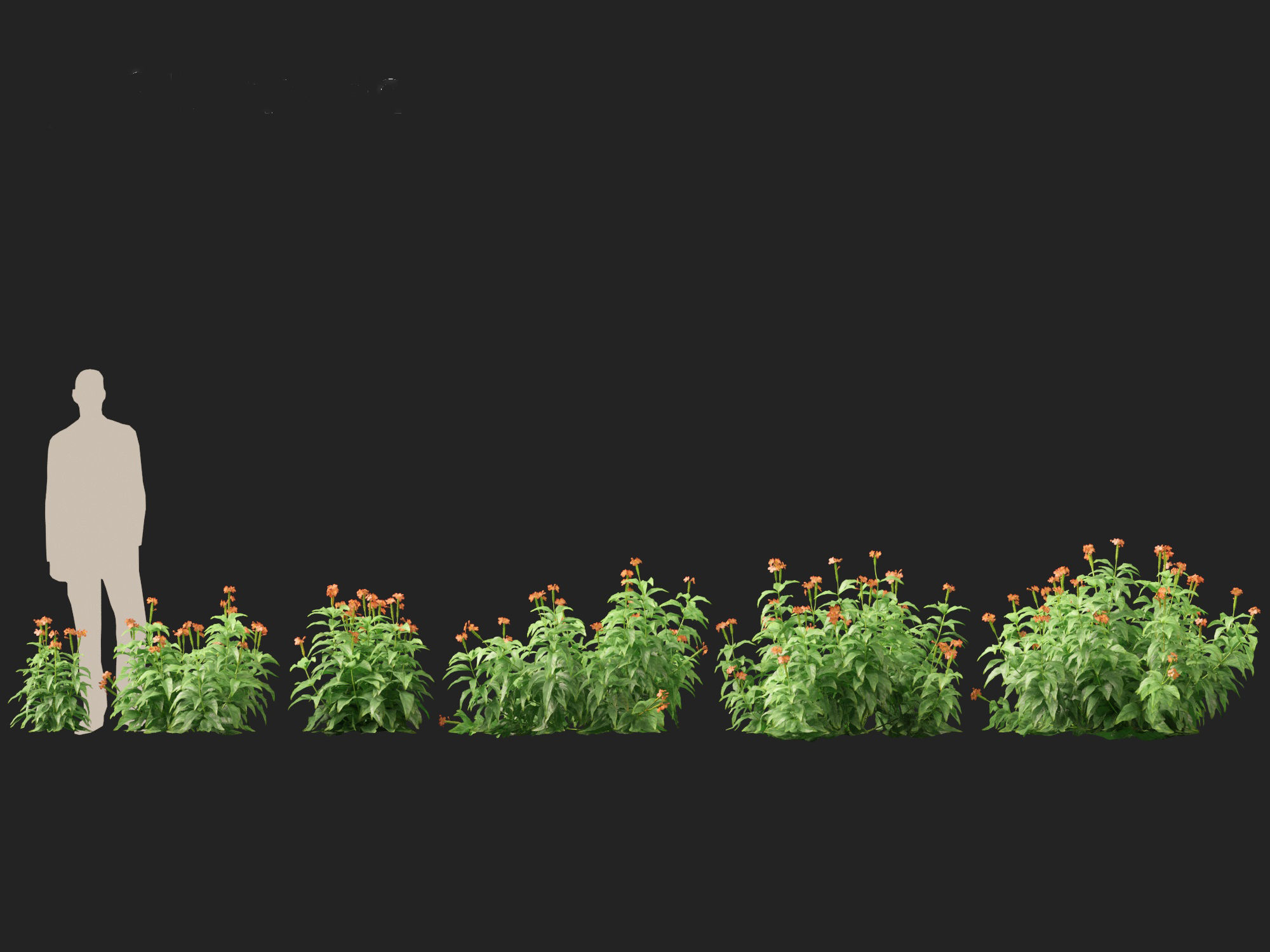 High-LowPoly Crossandra infundibuliformis - Firecracker Flower Low-poly 3D model_2