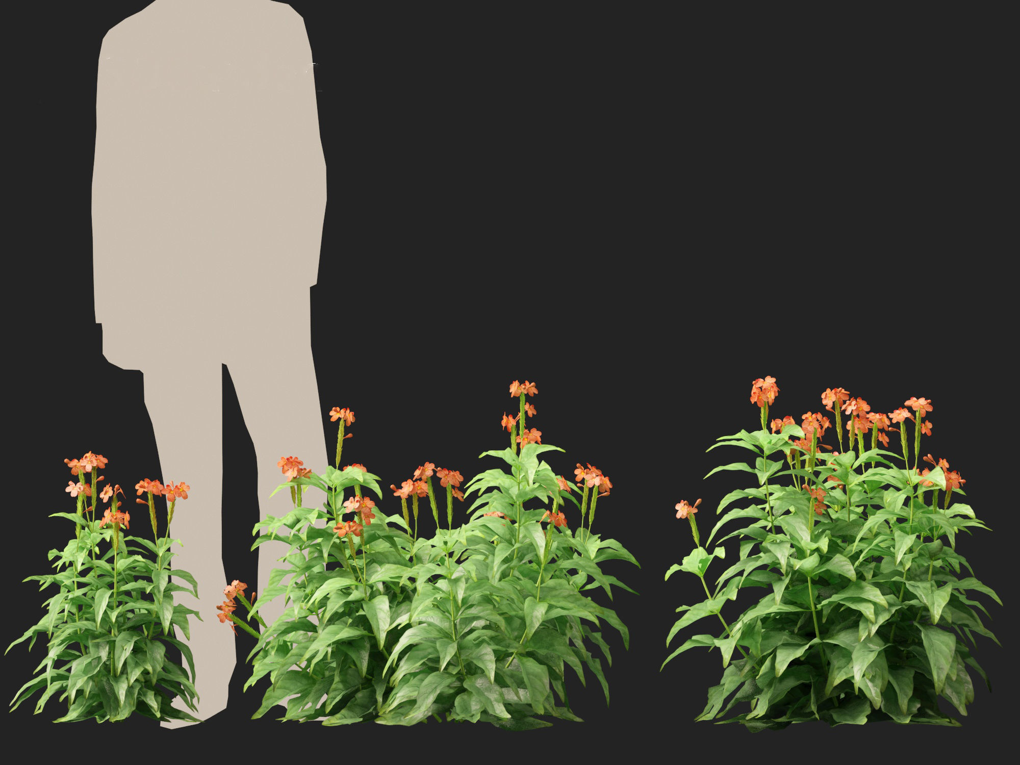 High-LowPoly Crossandra infundibuliformis - Firecracker Flower Low-poly 3D model_4