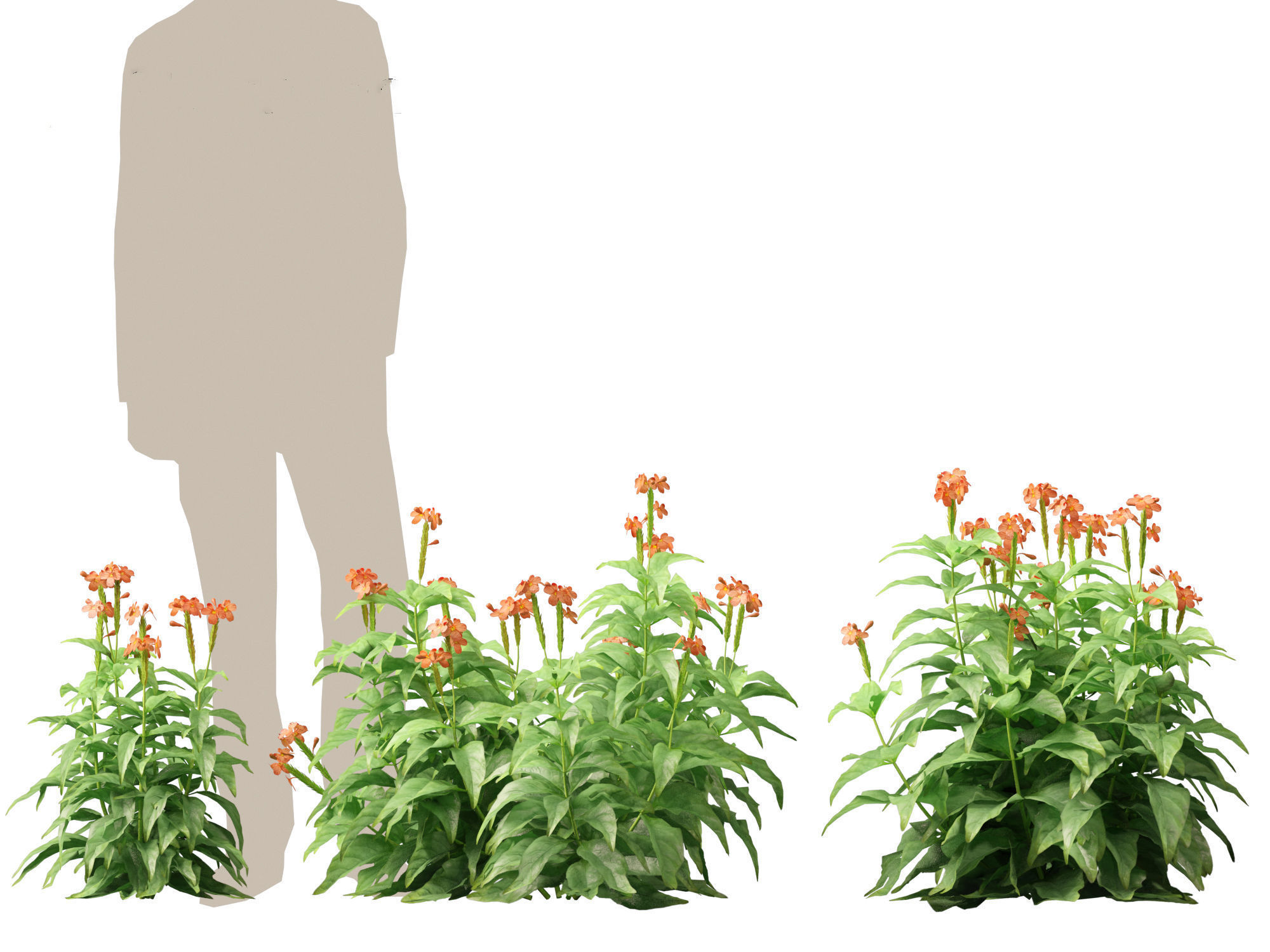 High-LowPoly Crossandra infundibuliformis - Firecracker Flower Low-poly 3D model_3