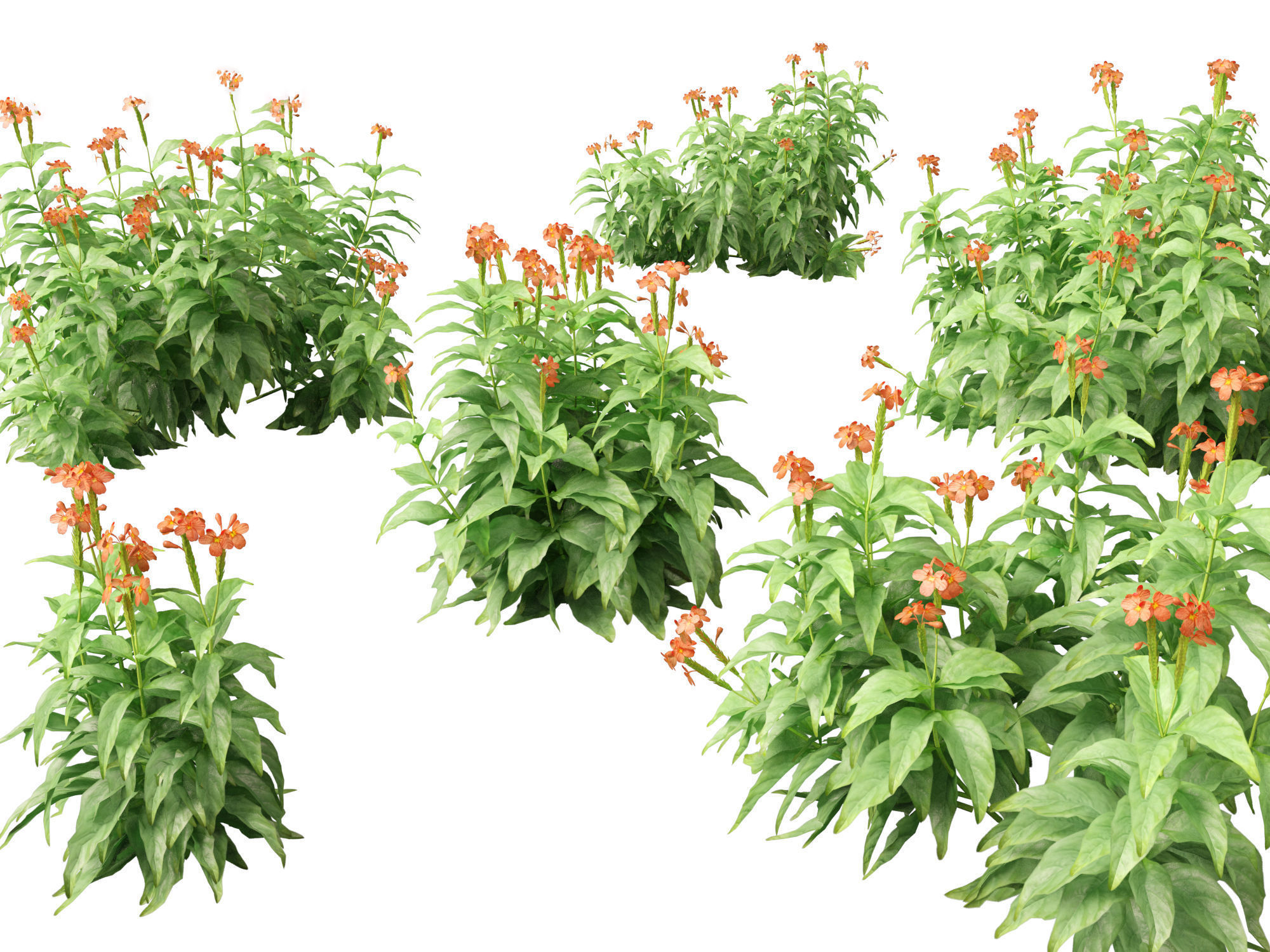 High-LowPoly Crossandra infundibuliformis - Firecracker Flower Low-poly 3D model_7