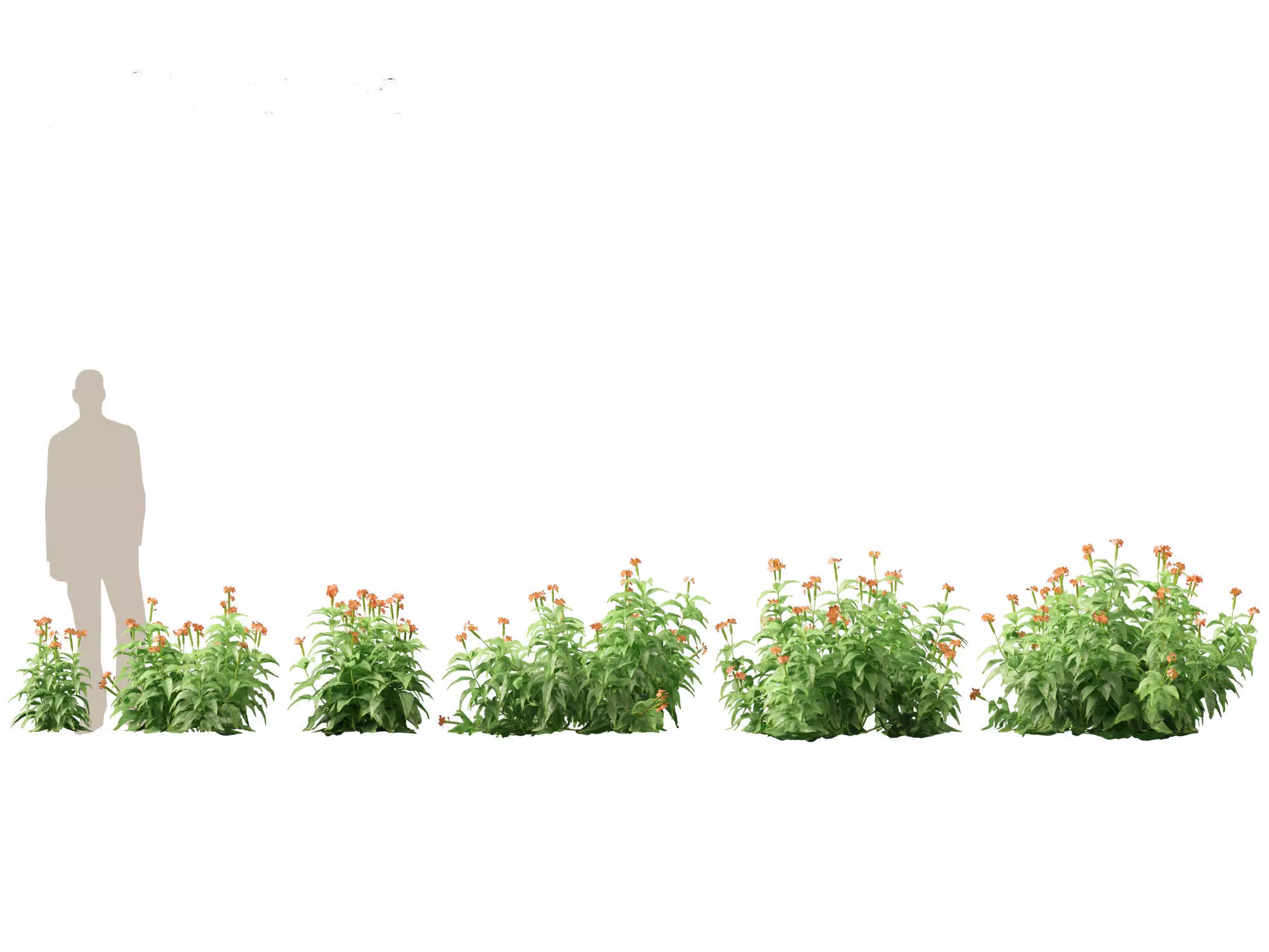 High-LowPoly Crossandra infundibuliformis - Firecracker Flower Low-poly 3D model_0