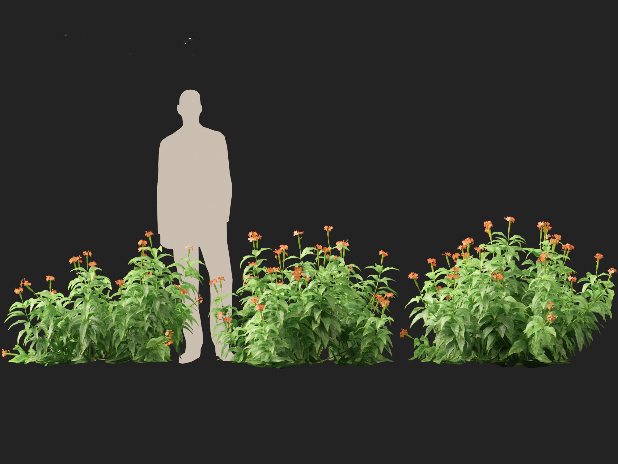 High-LowPoly Crossandra infundibuliformis - Firecracker Flower Low-poly 3D model_6