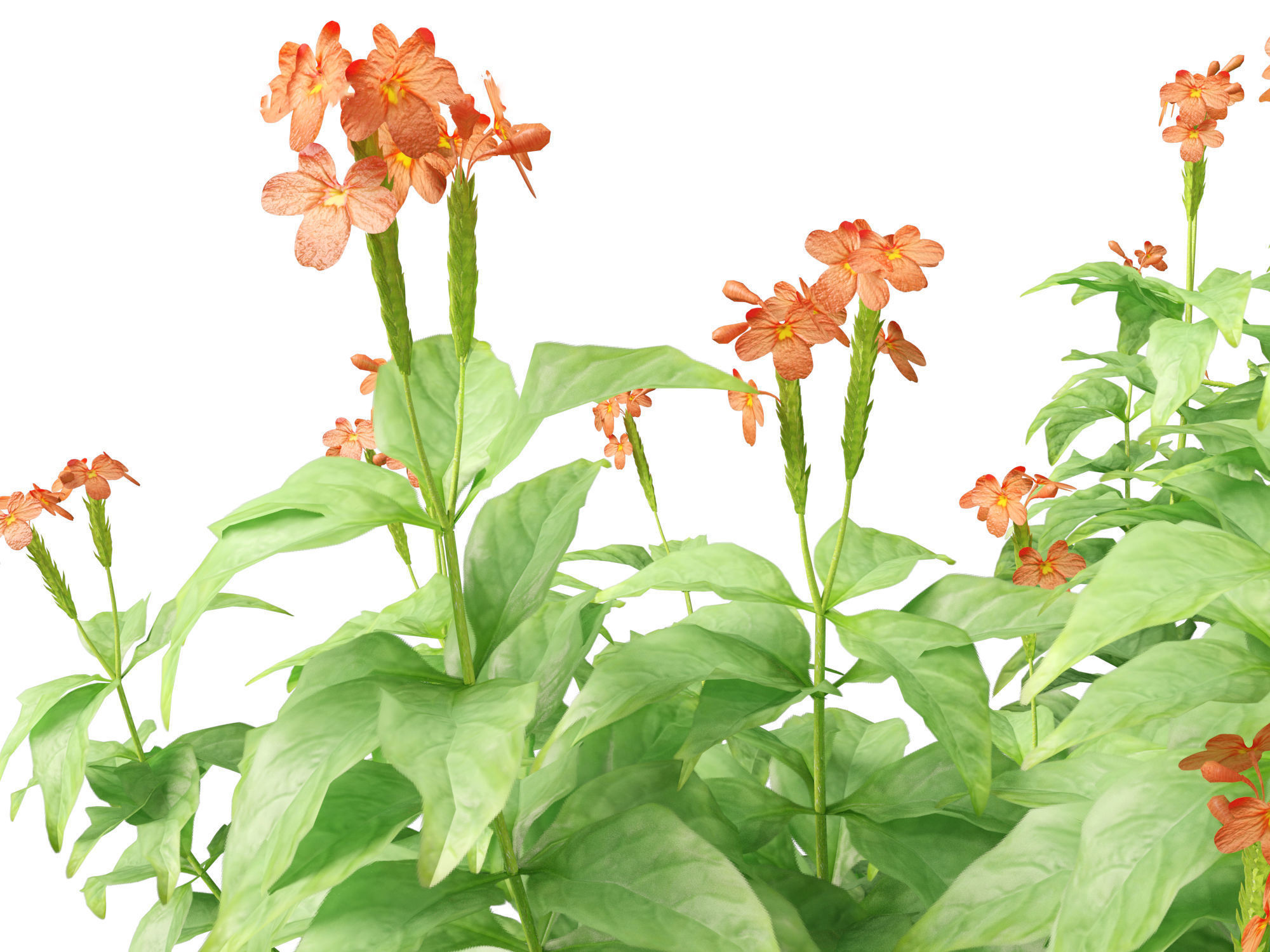 High-LowPoly Crossandra infundibuliformis - Firecracker Flower Low-poly 3D model_9