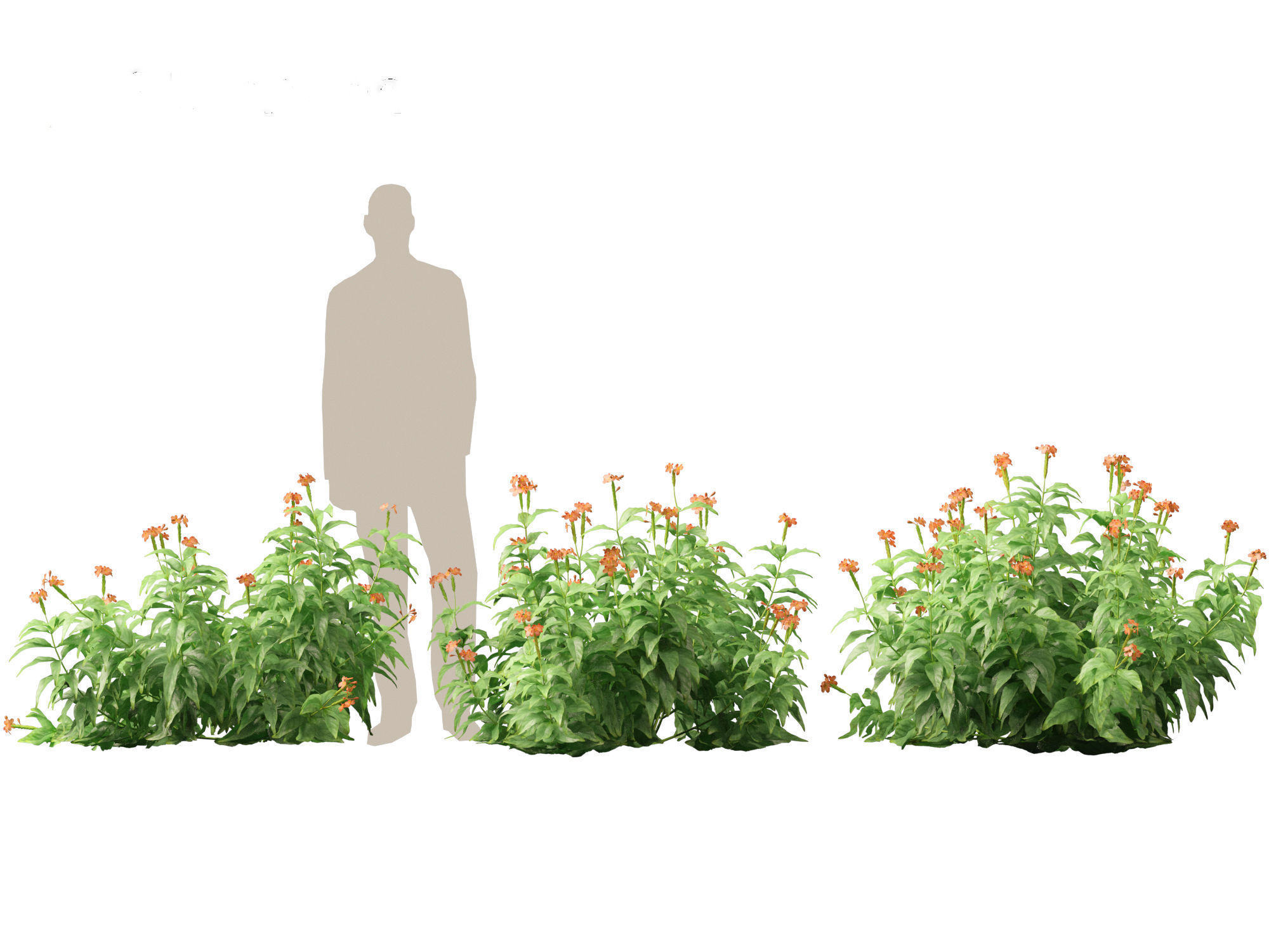 High-LowPoly Crossandra infundibuliformis - Firecracker Flower Low-poly 3D model_5