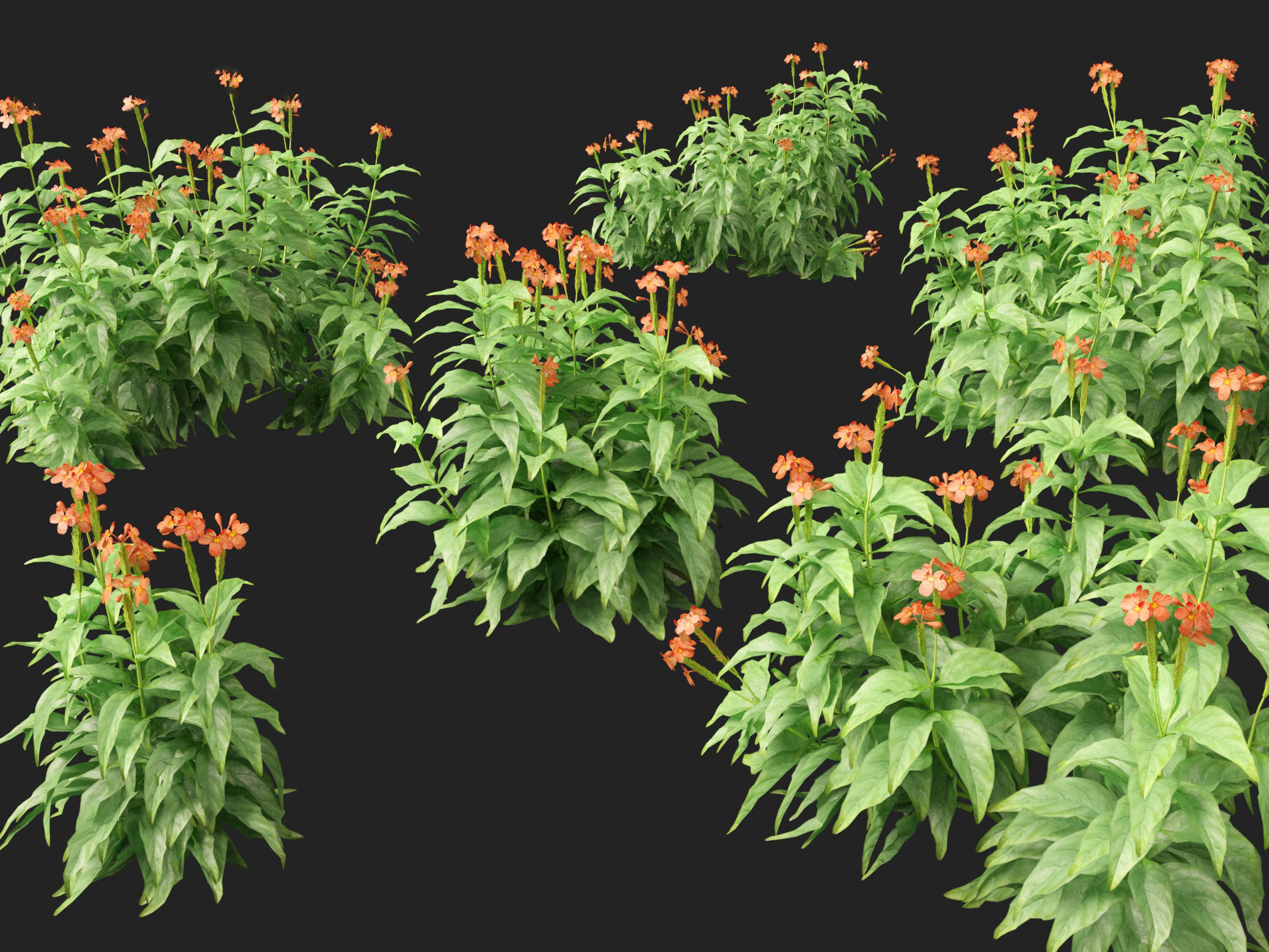 High-LowPoly Crossandra infundibuliformis - Firecracker Flower Low-poly 3D model_8