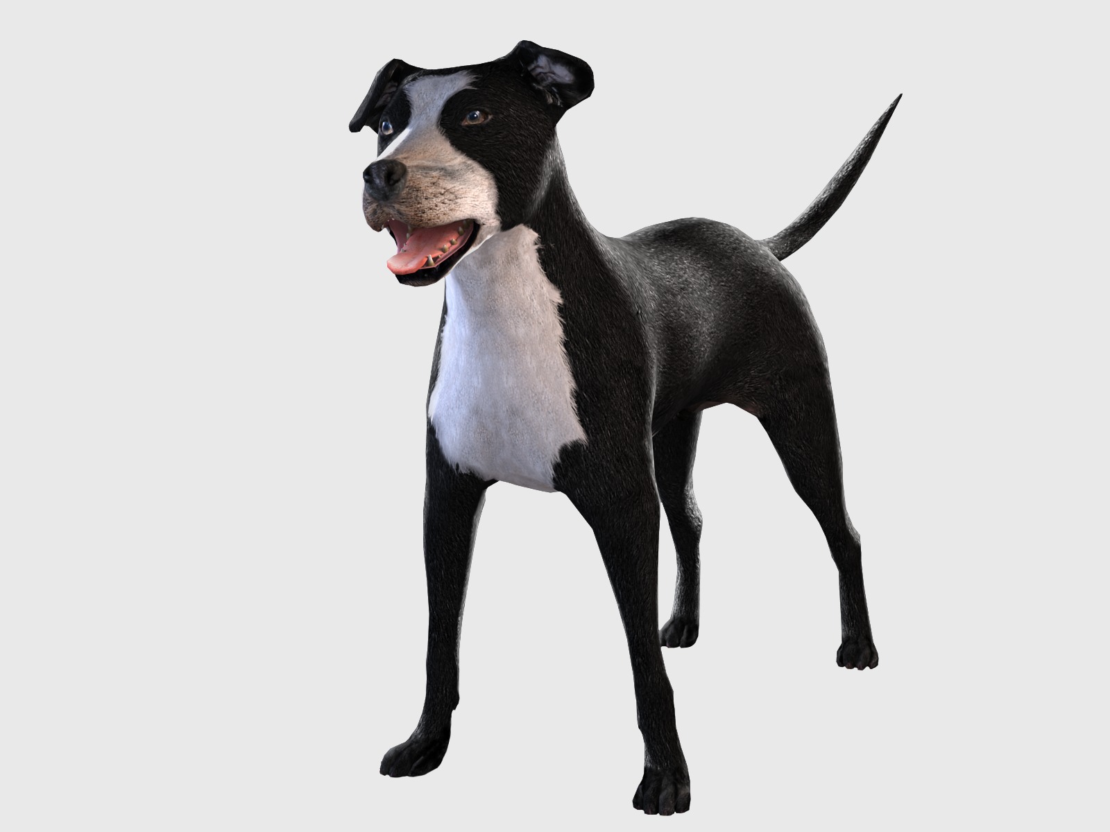 Dog Rigged  Low-poly 3D model_4