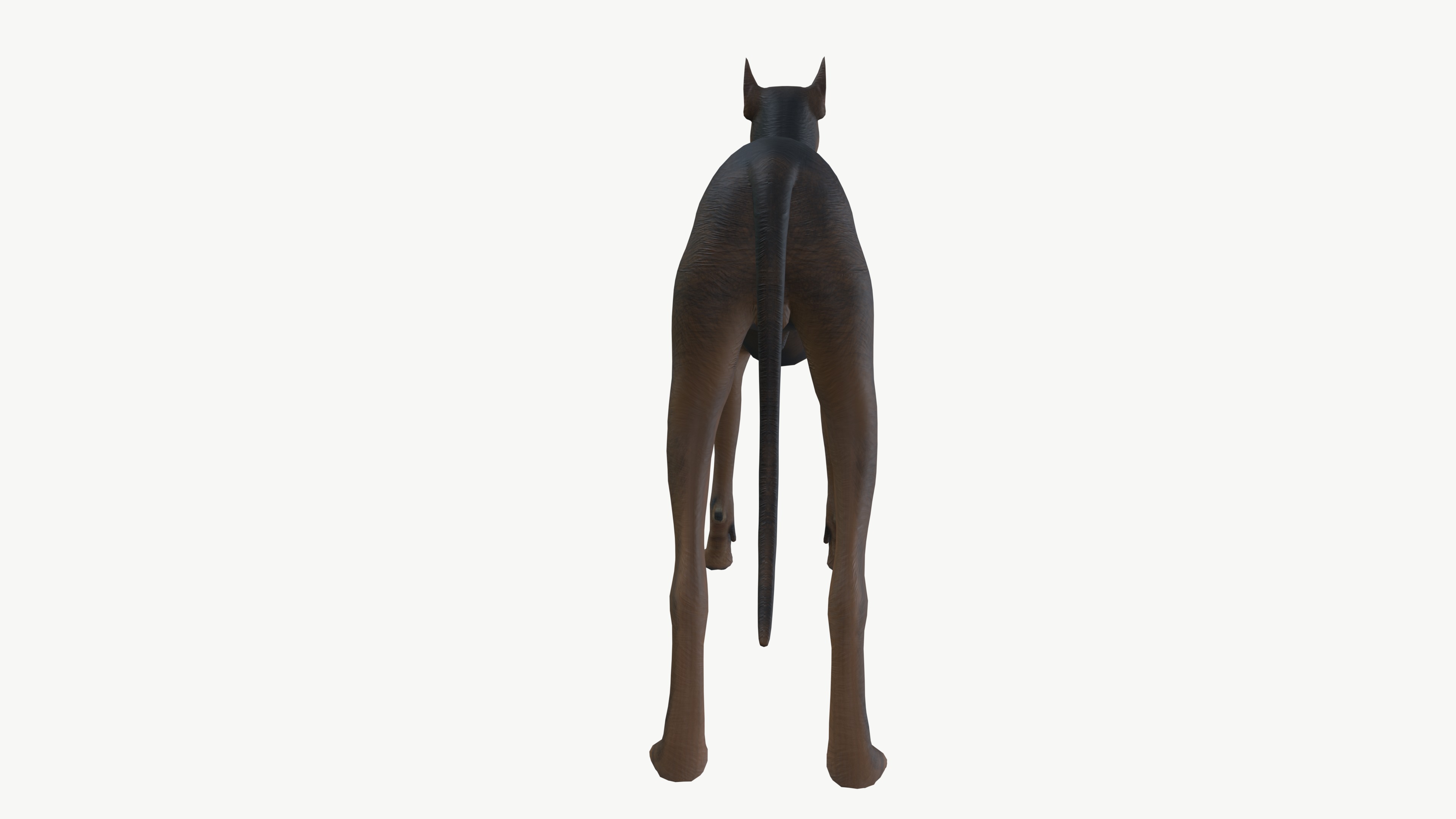 Brown Dog 3D model_3