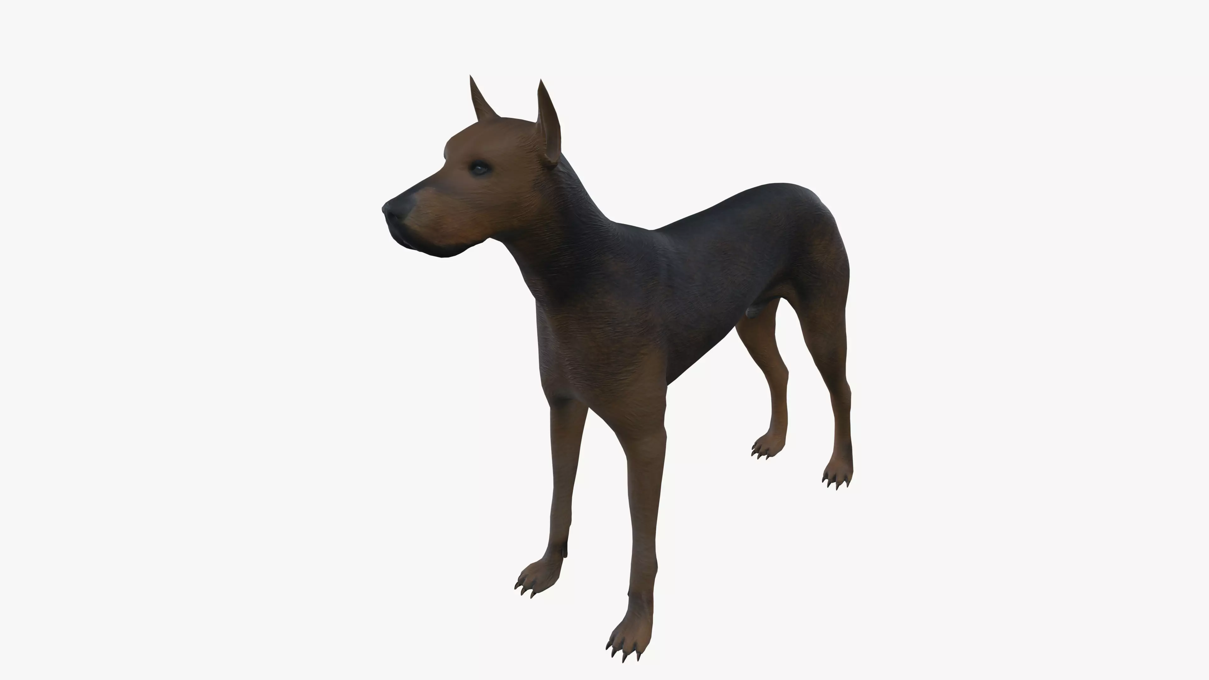 Brown Dog 3D model_0