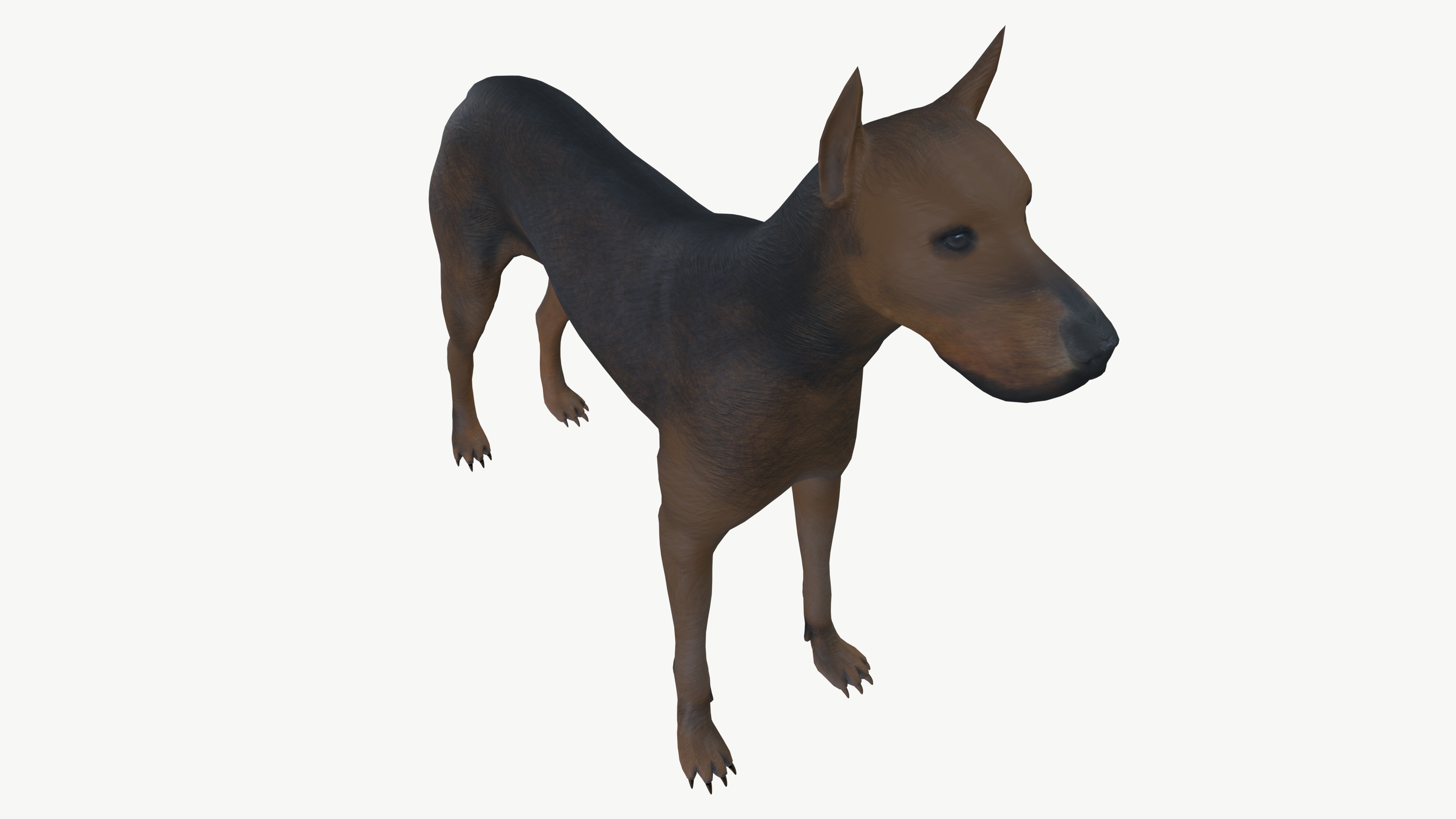Brown Dog 3D model_5