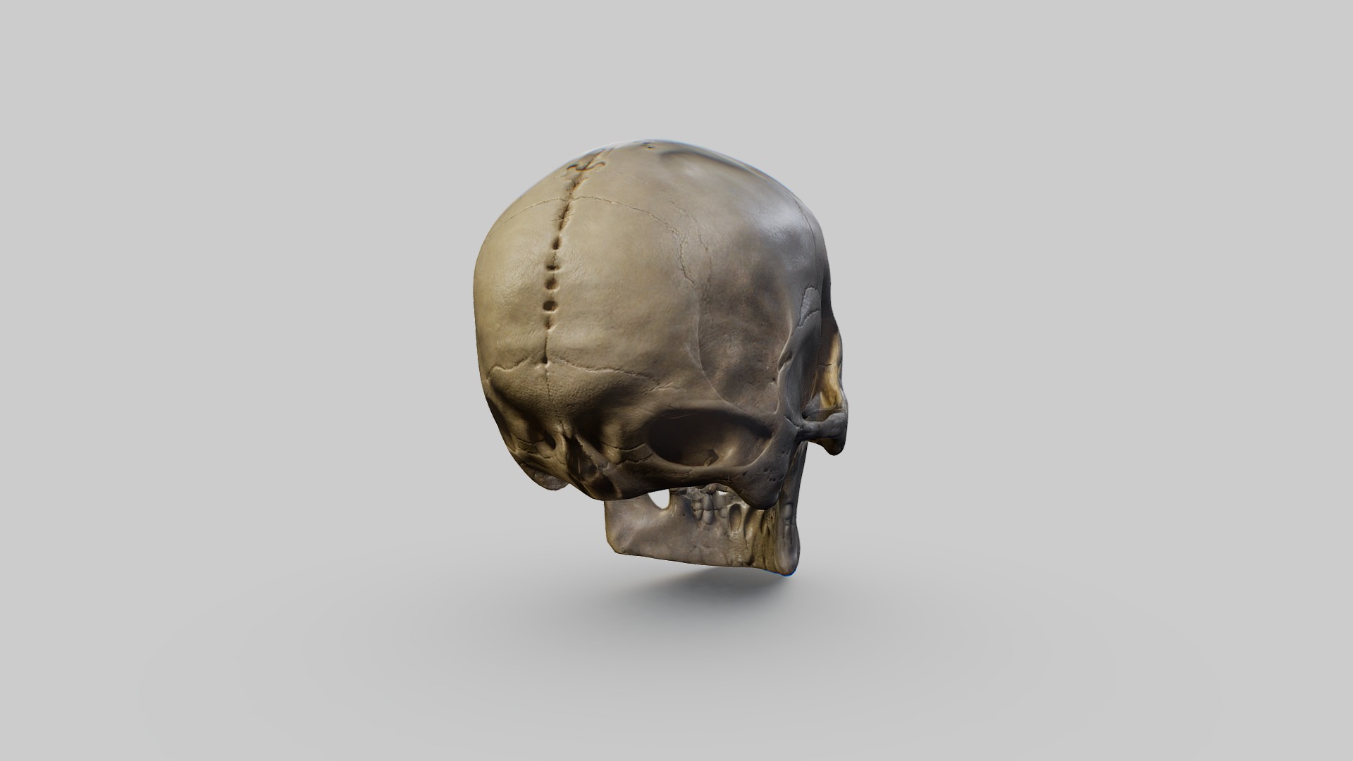 Human Skull Low-poly 3D model_5