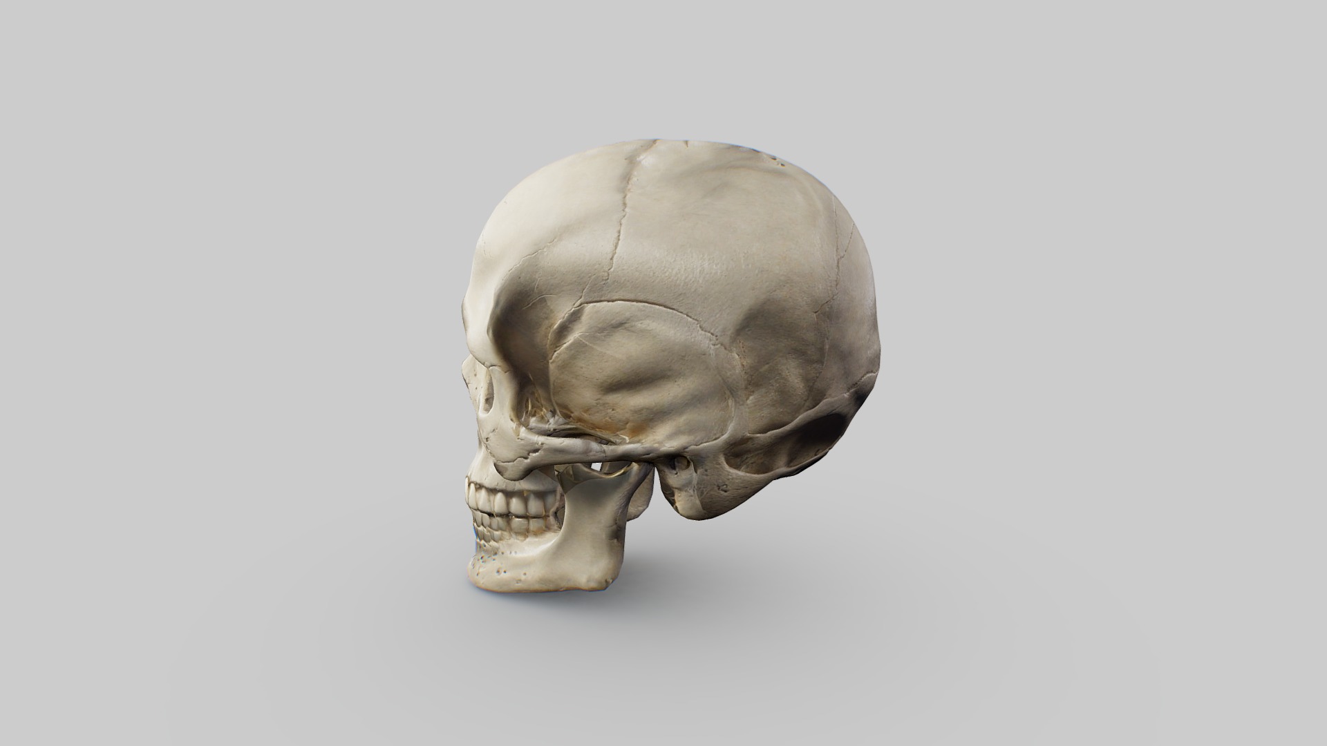 Human Skull Low-poly 3D model_8