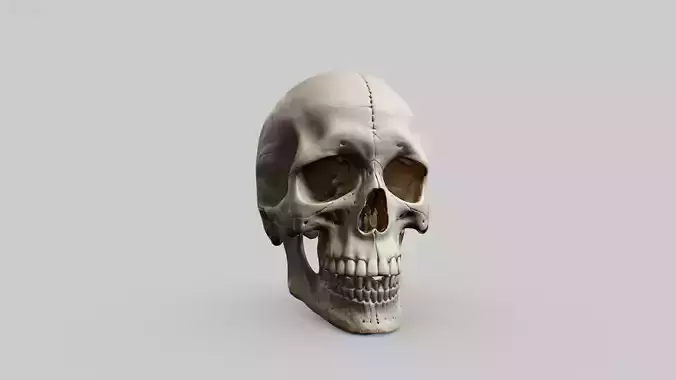 Human Skull