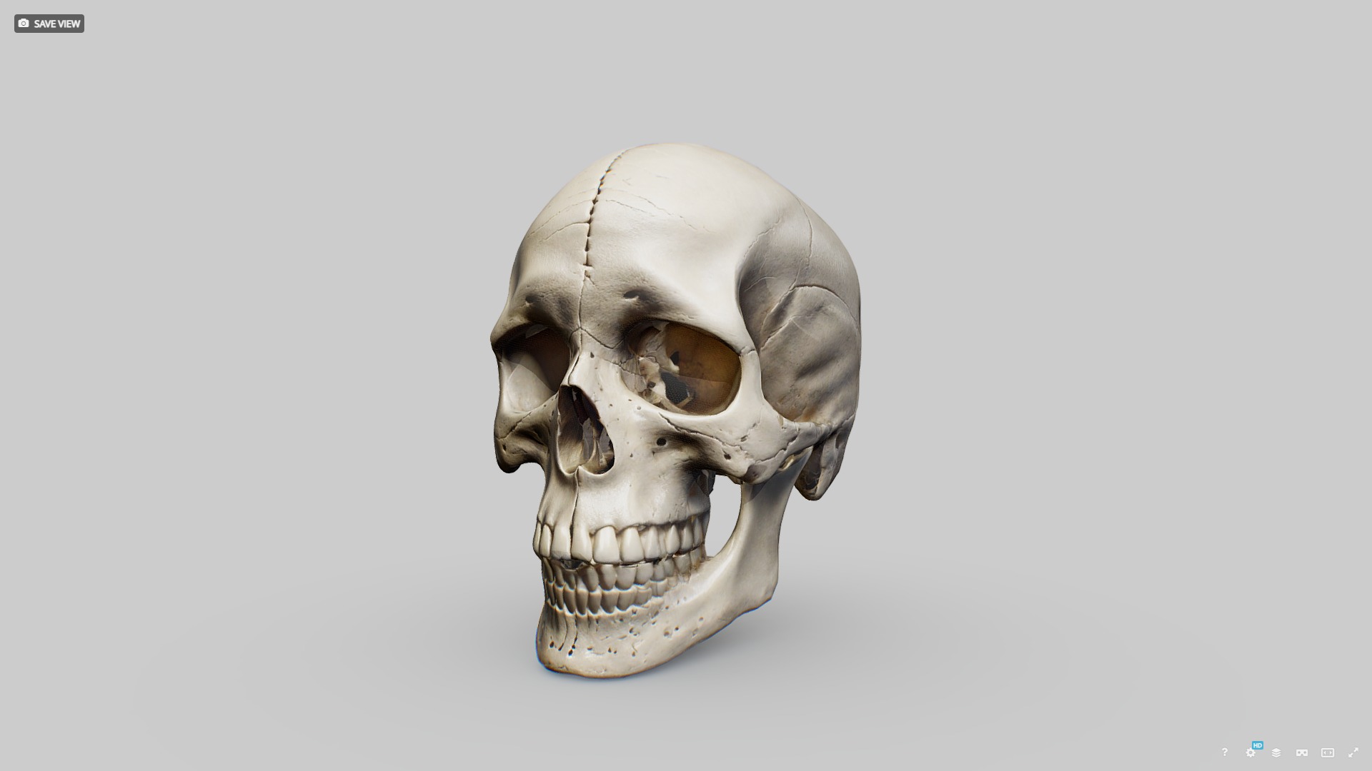 Human Skull Low-poly 3D model_1