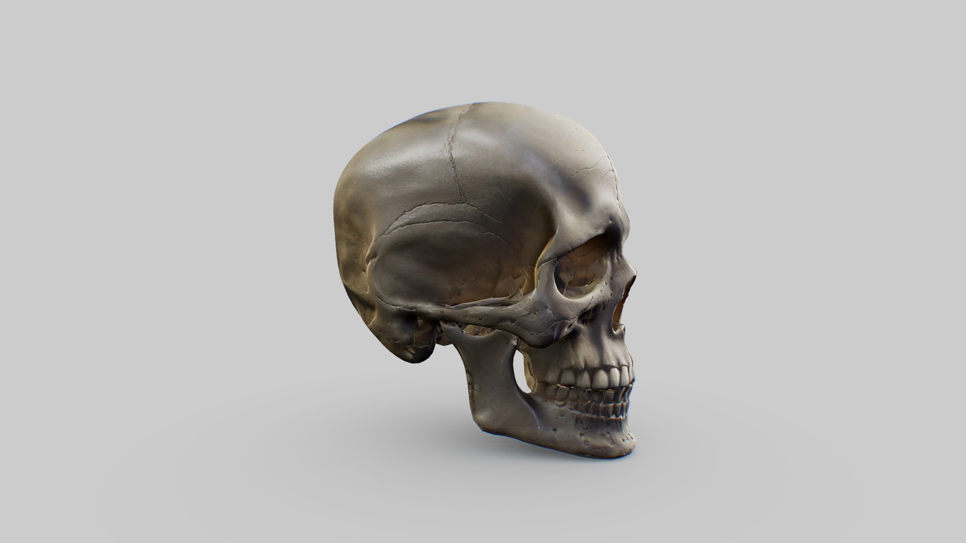 Human Skull Low-poly 3D model_4