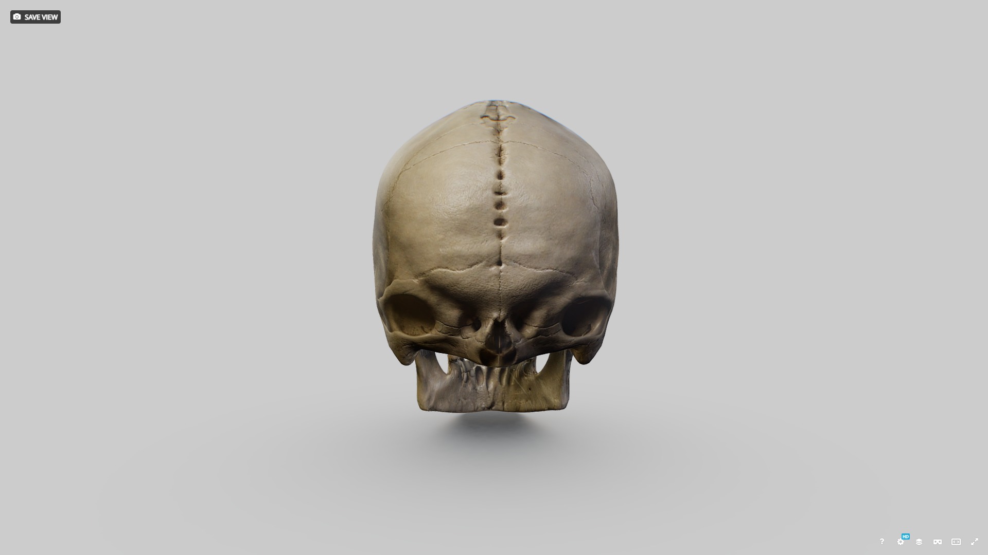 Human Skull Low-poly 3D model_6
