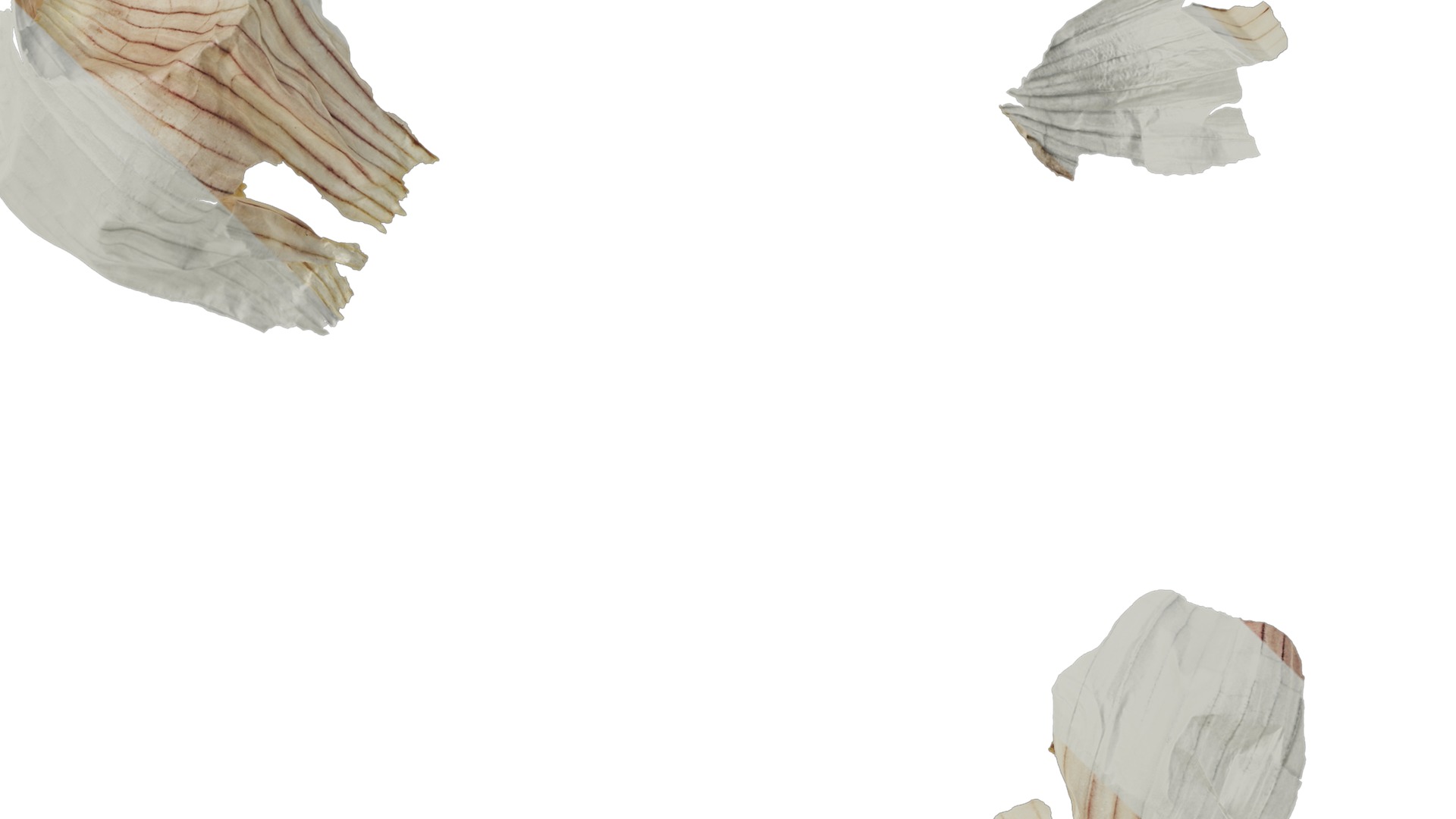 Anydrafts Garlic skins 01 Texture_4