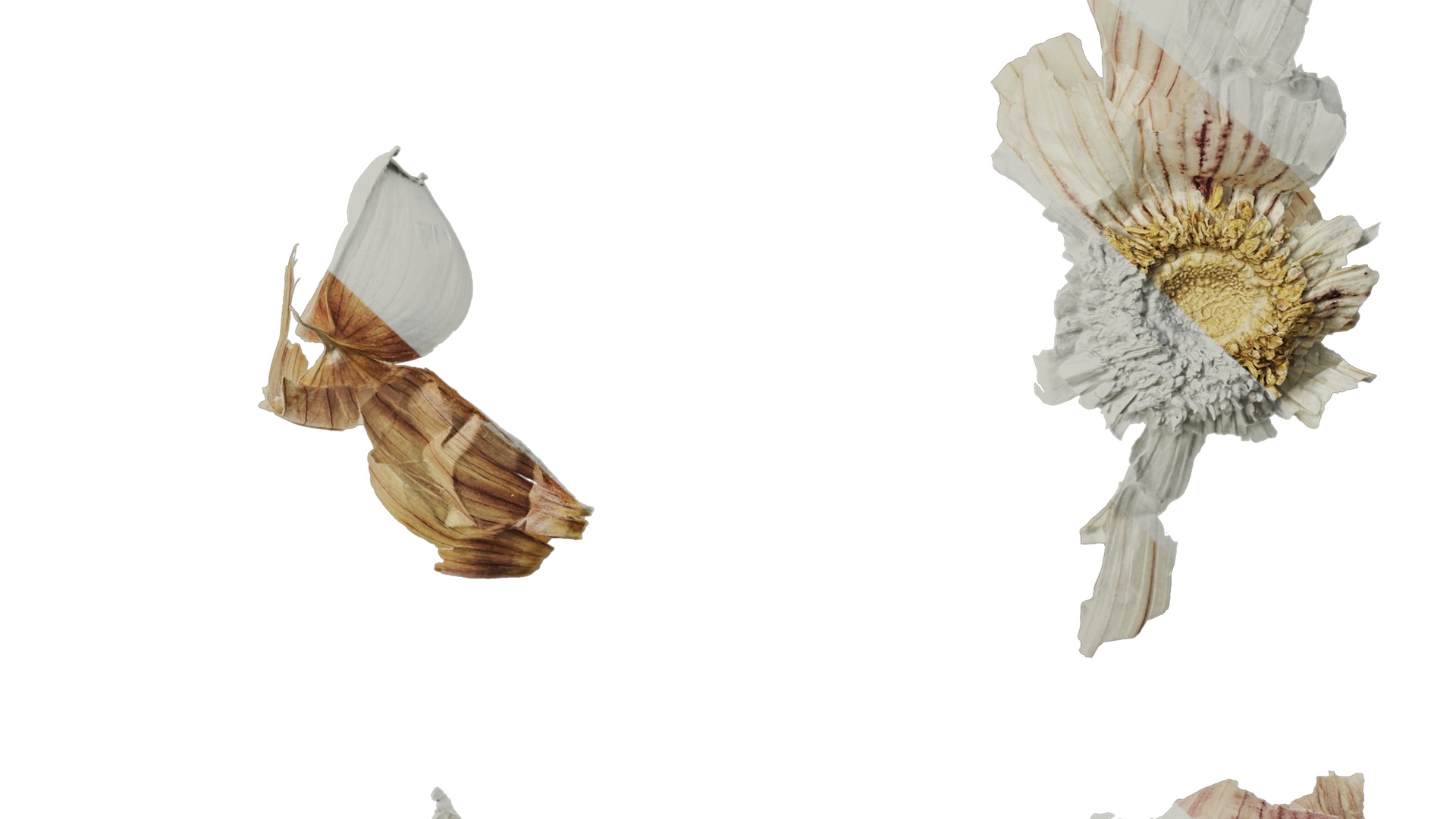 Anydrafts Garlic skins 01 Texture_6