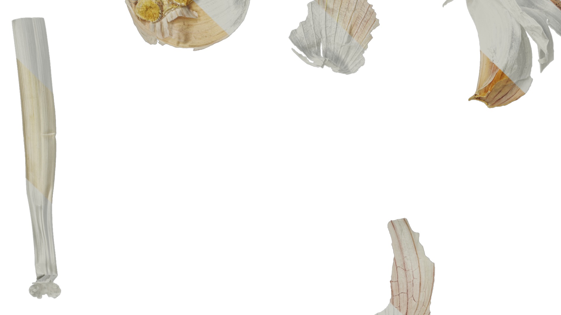 Anydrafts Garlic skins 01 Texture_1