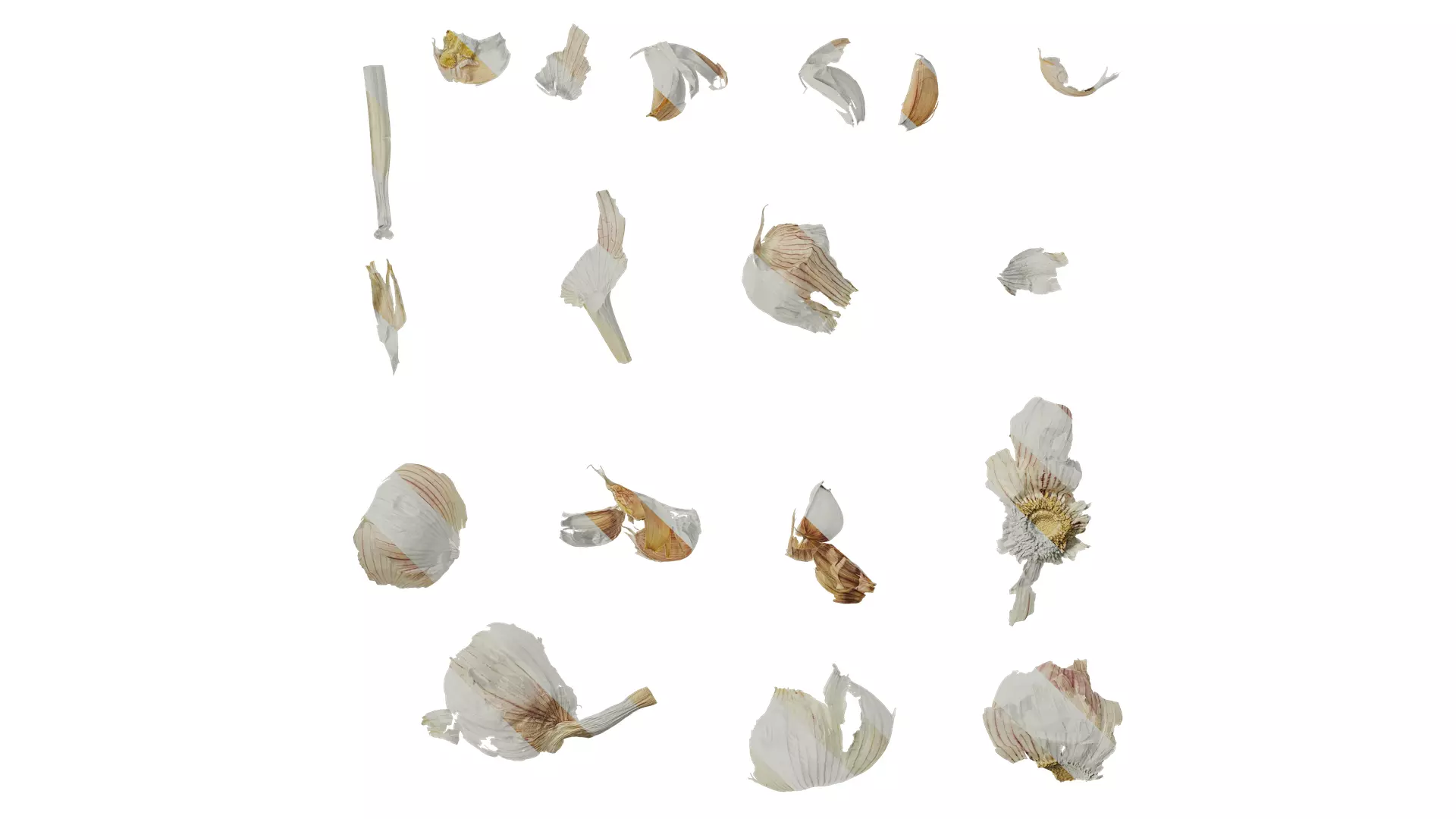 Anydrafts Garlic skins 01 Texture_0