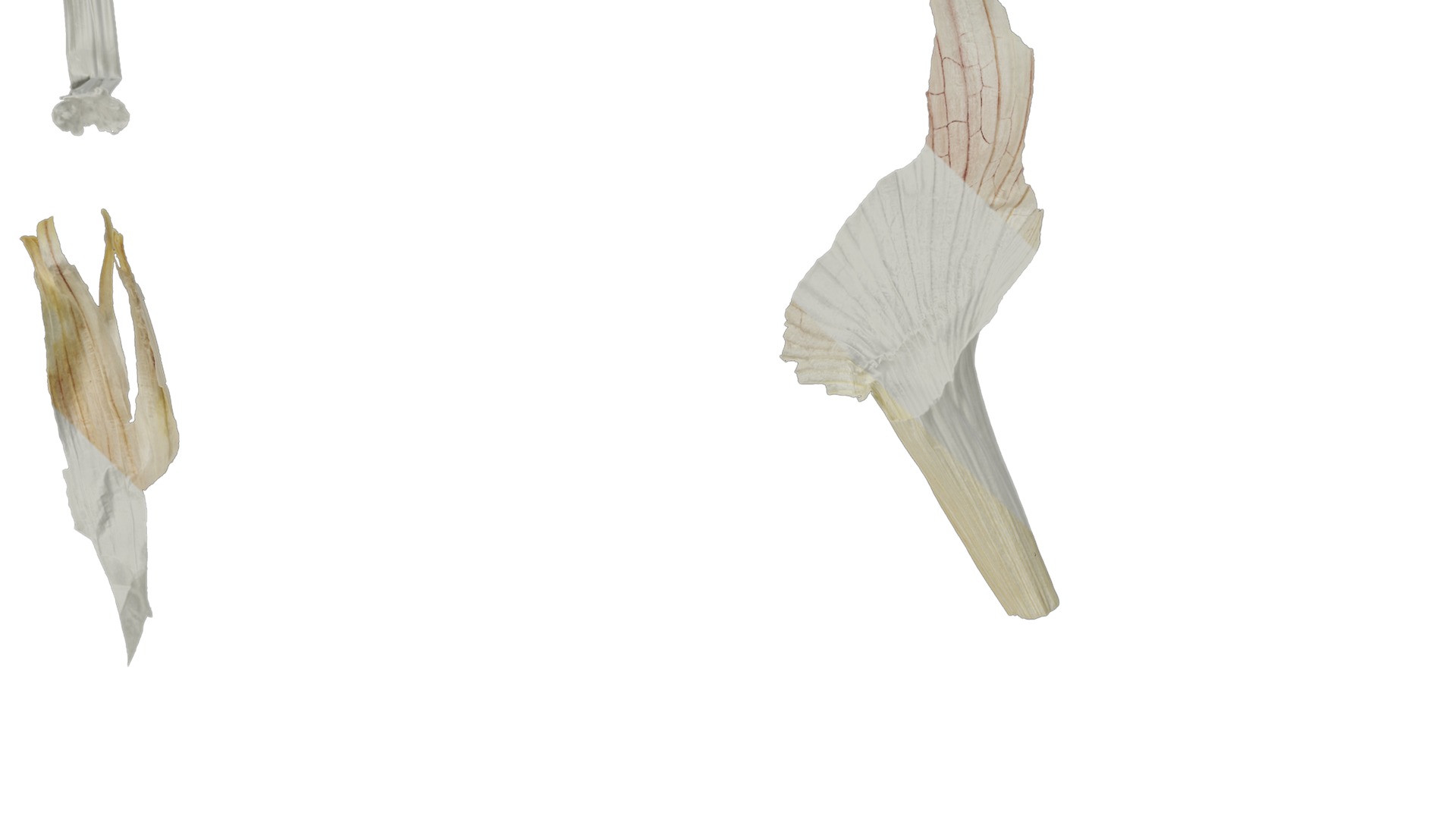 Anydrafts Garlic skins 01 Texture_3