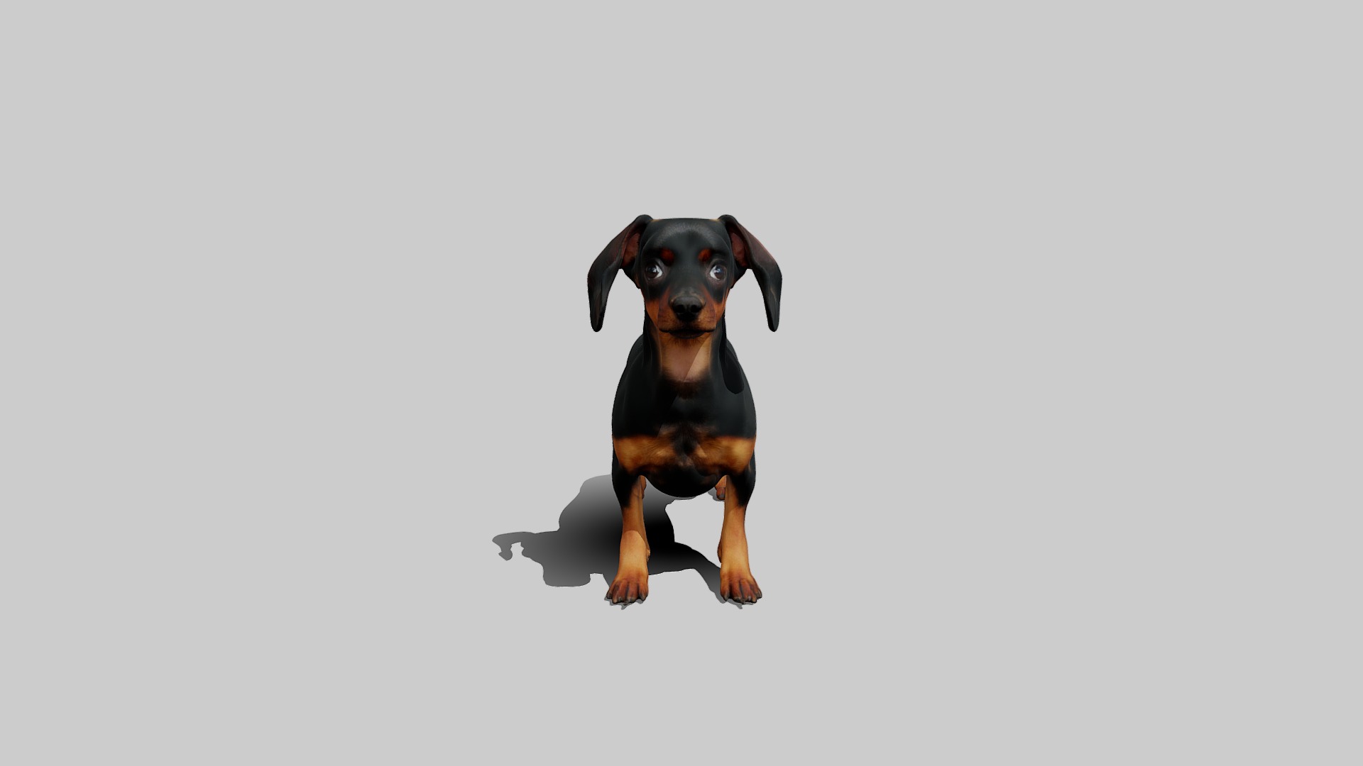 Rigged Animated Pinscher Dog Low-poly 3D model_1