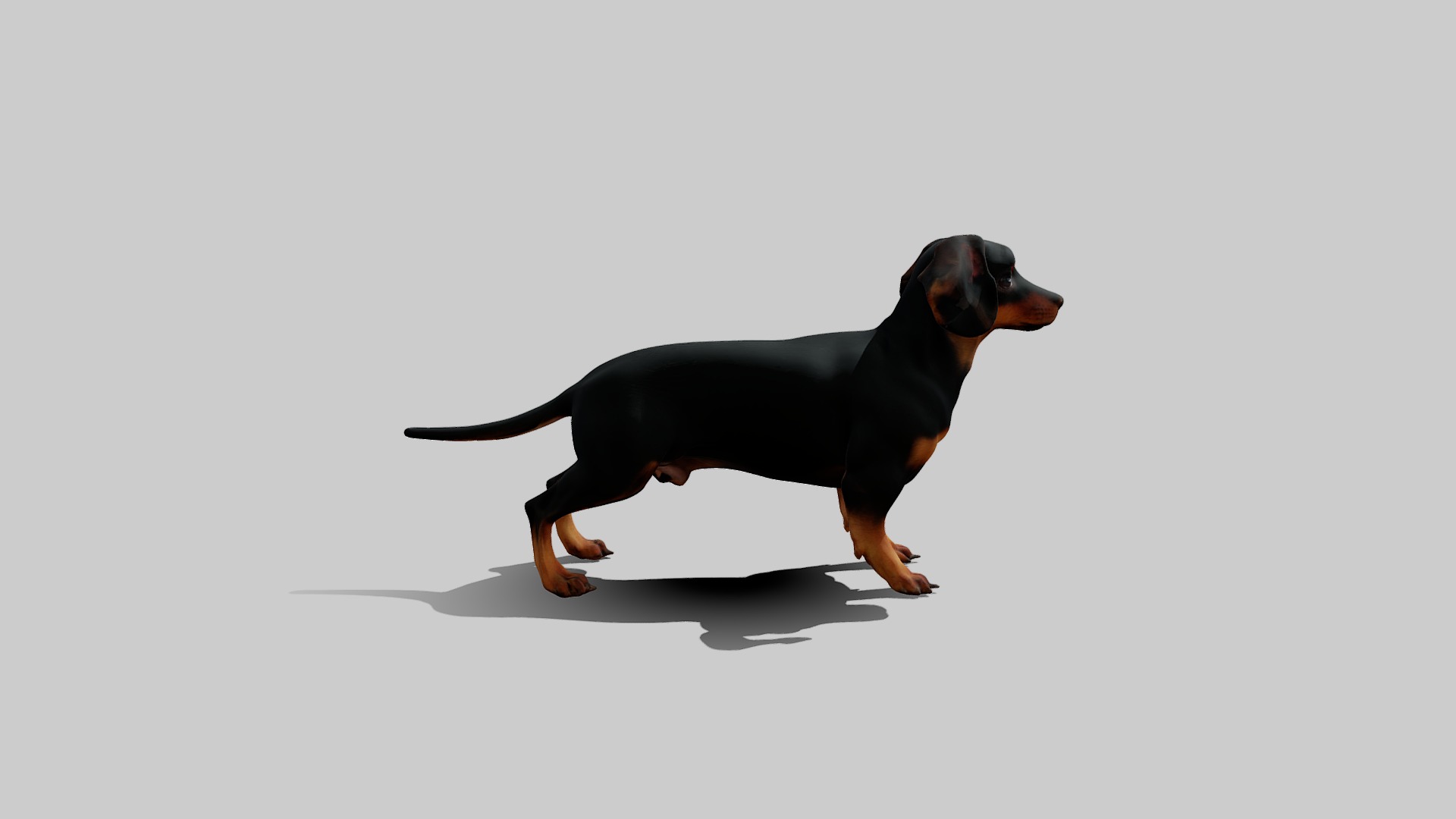 Rigged Animated Pinscher Dog Low-poly 3D model_3