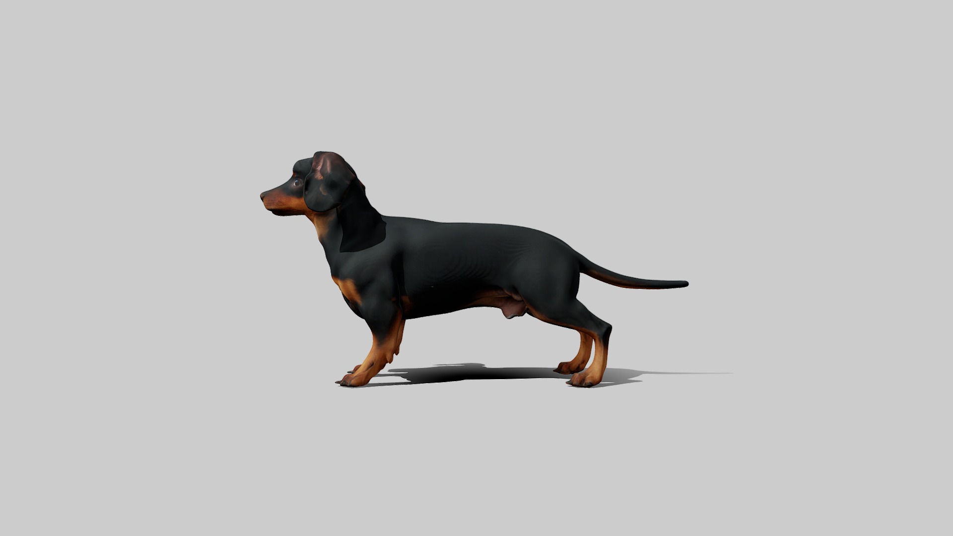 Rigged Animated Pinscher Dog Low-poly 3D model_6