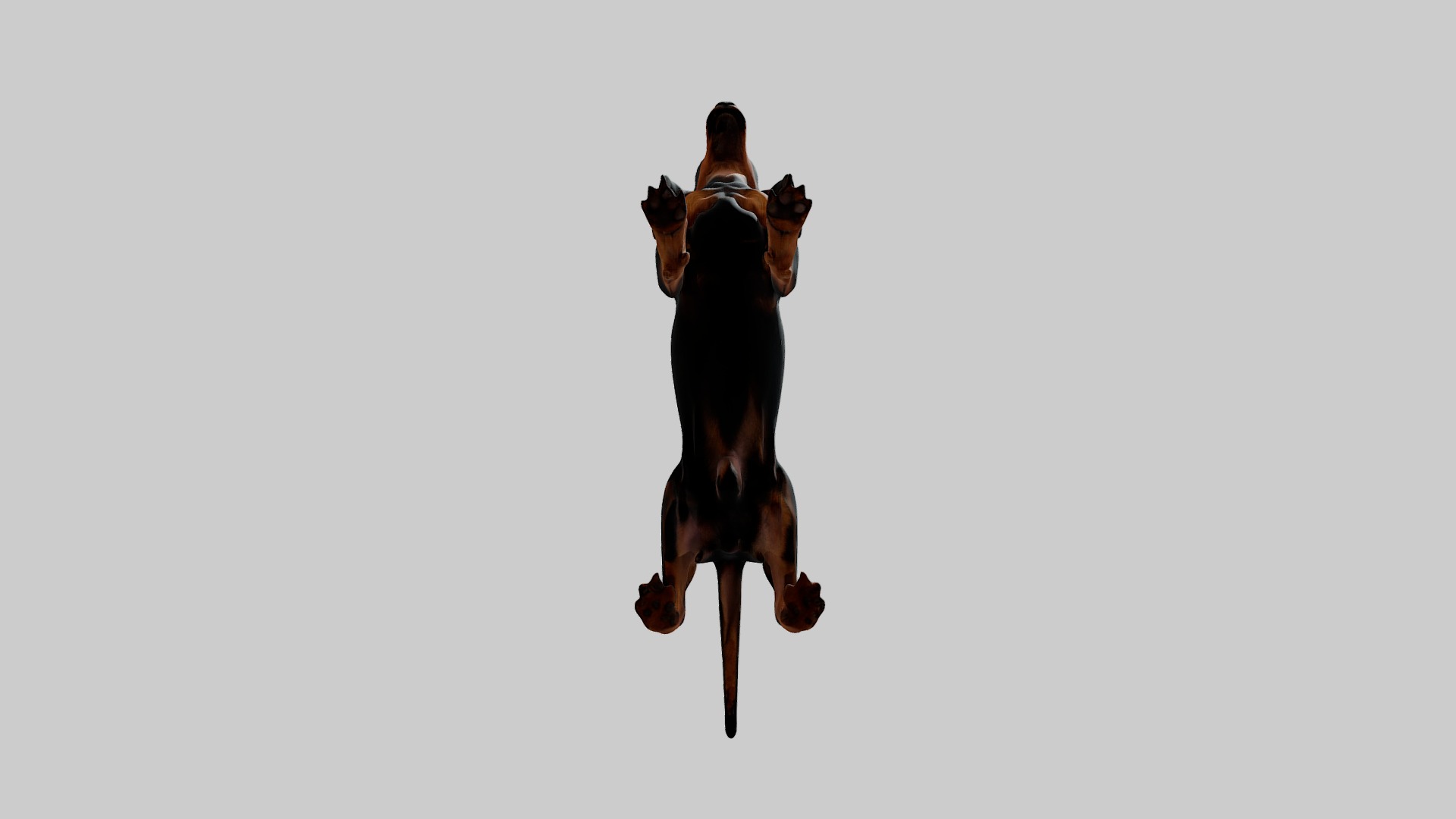 Rigged Animated Pinscher Dog Low-poly 3D model_8