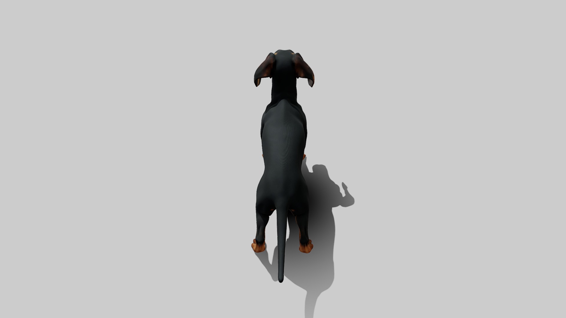 Rigged Animated Pinscher Dog Low-poly 3D model_9