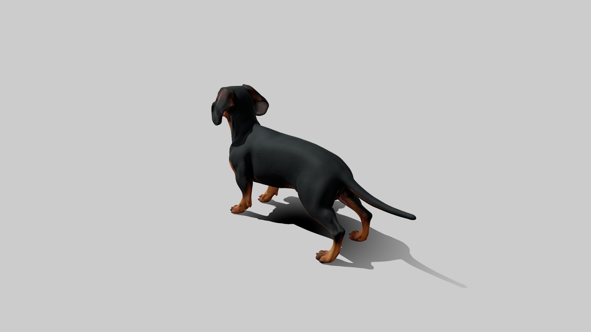 Rigged Animated Pinscher Dog Low-poly 3D model_5