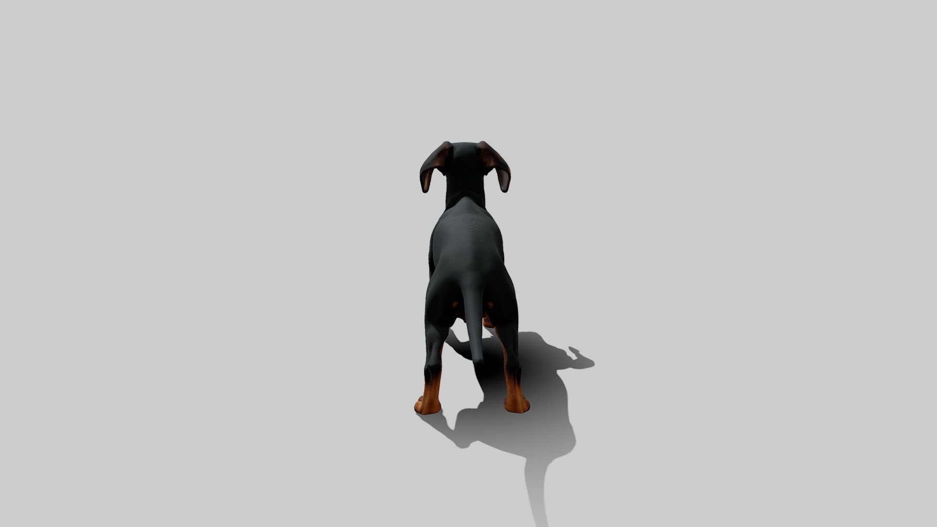 Rigged Animated Pinscher Dog Low-poly 3D model_4