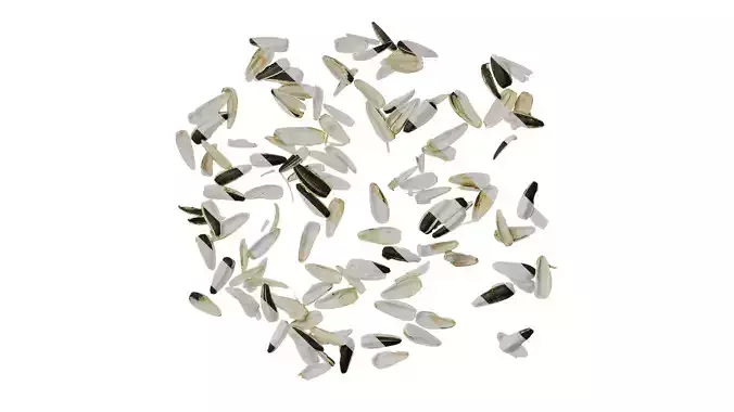 Anydrafts Melon seed shell 03 Texture