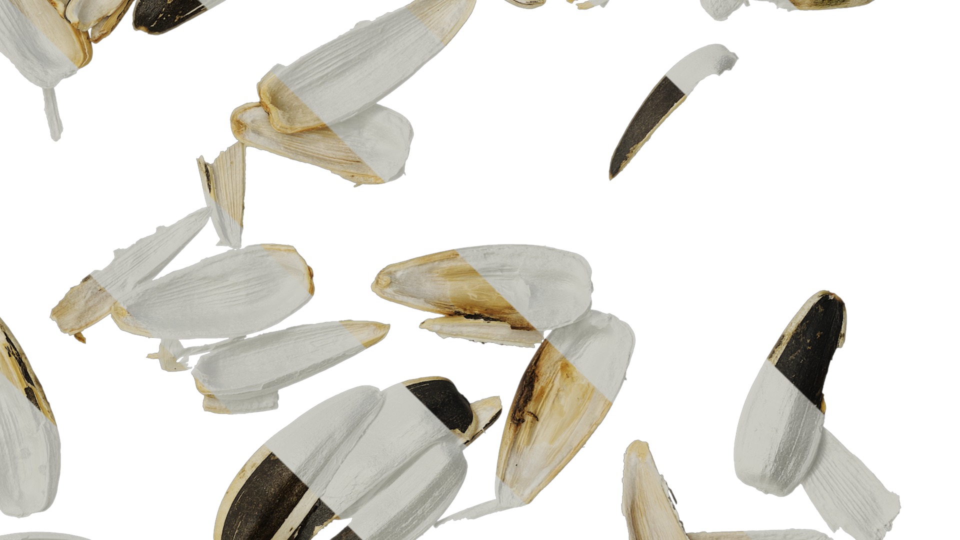 Anydrafts Melon seed shell 03 Texture_4