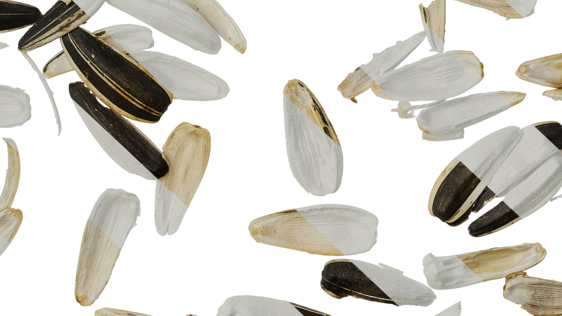 Anydrafts Melon seed shell 03 Texture_7