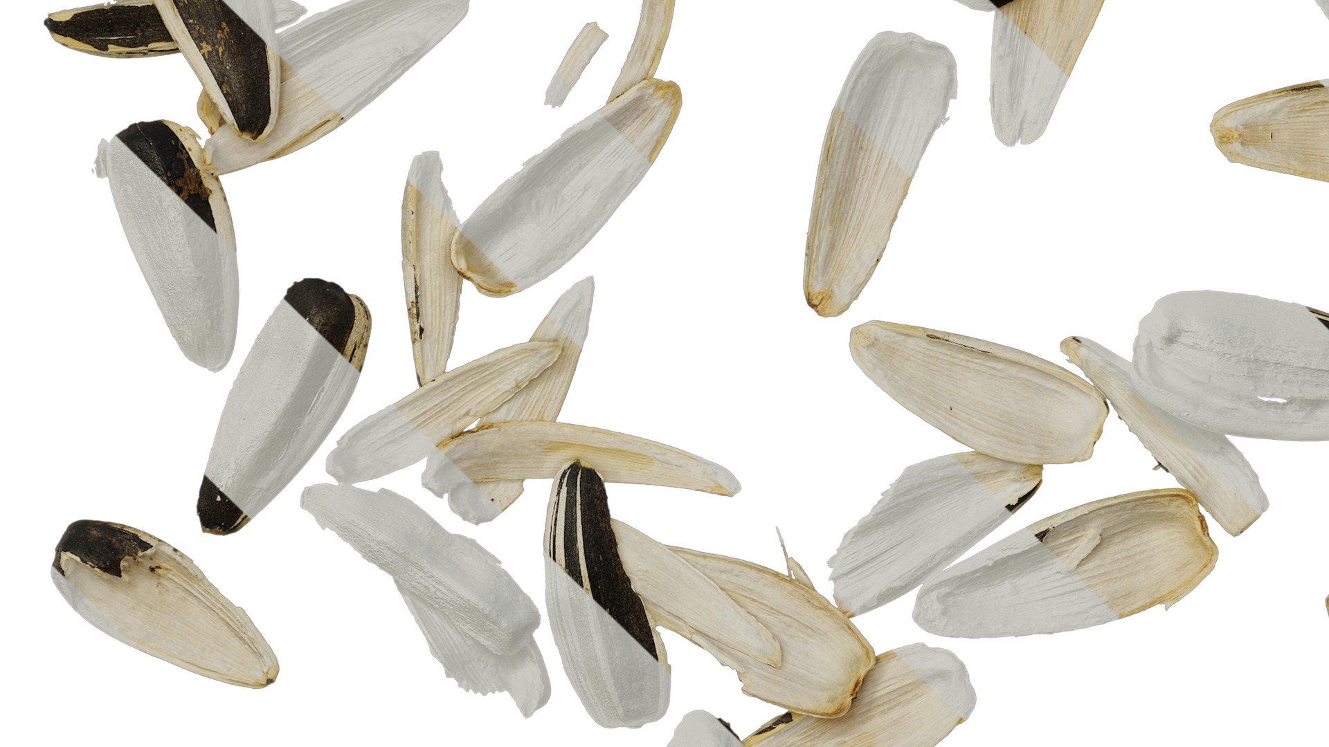 Anydrafts Melon seed shell 03 Texture_5