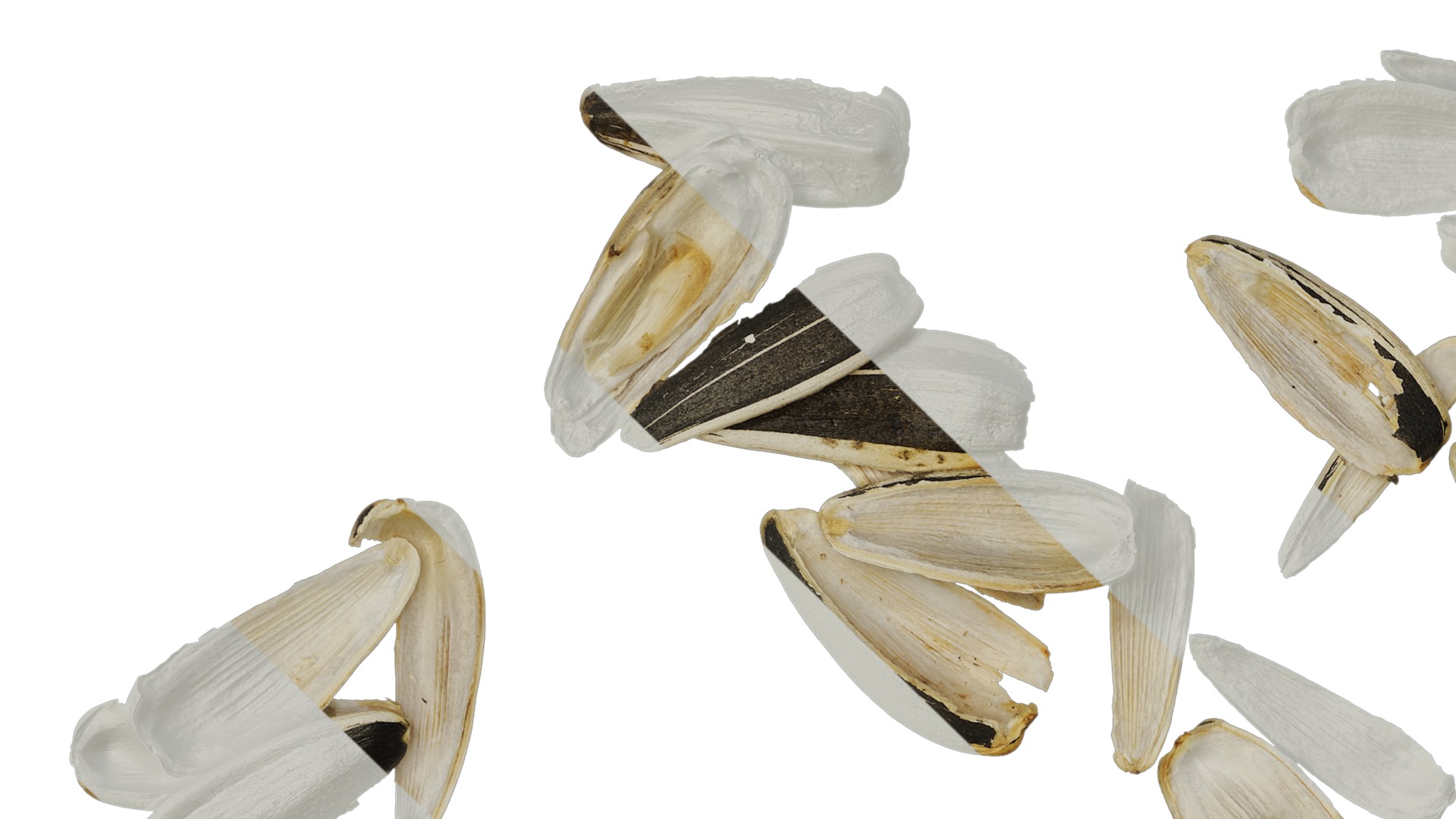 Anydrafts Melon seed shell 03 Texture_1