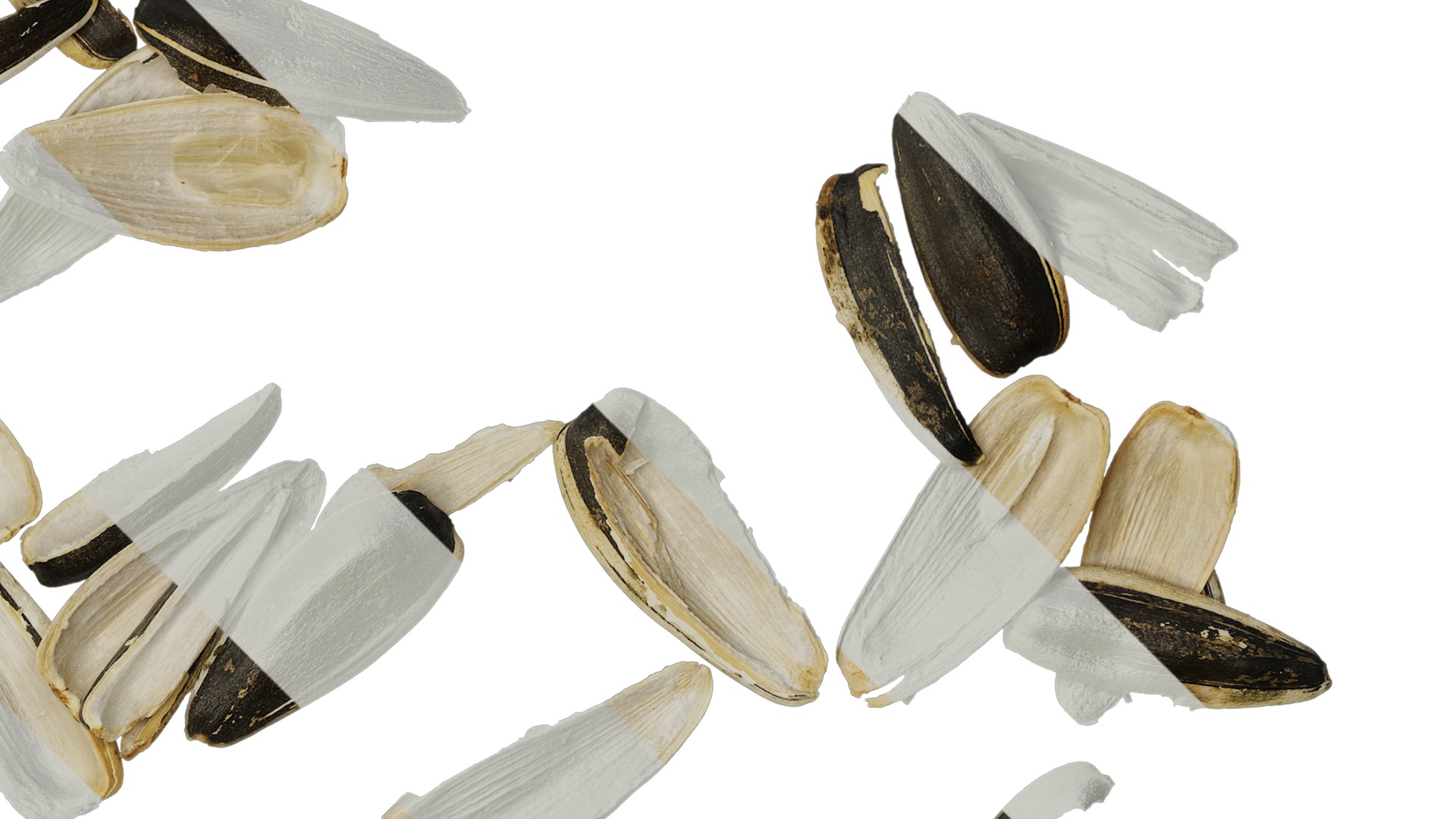 Anydrafts Melon seed shell 03 Texture_2