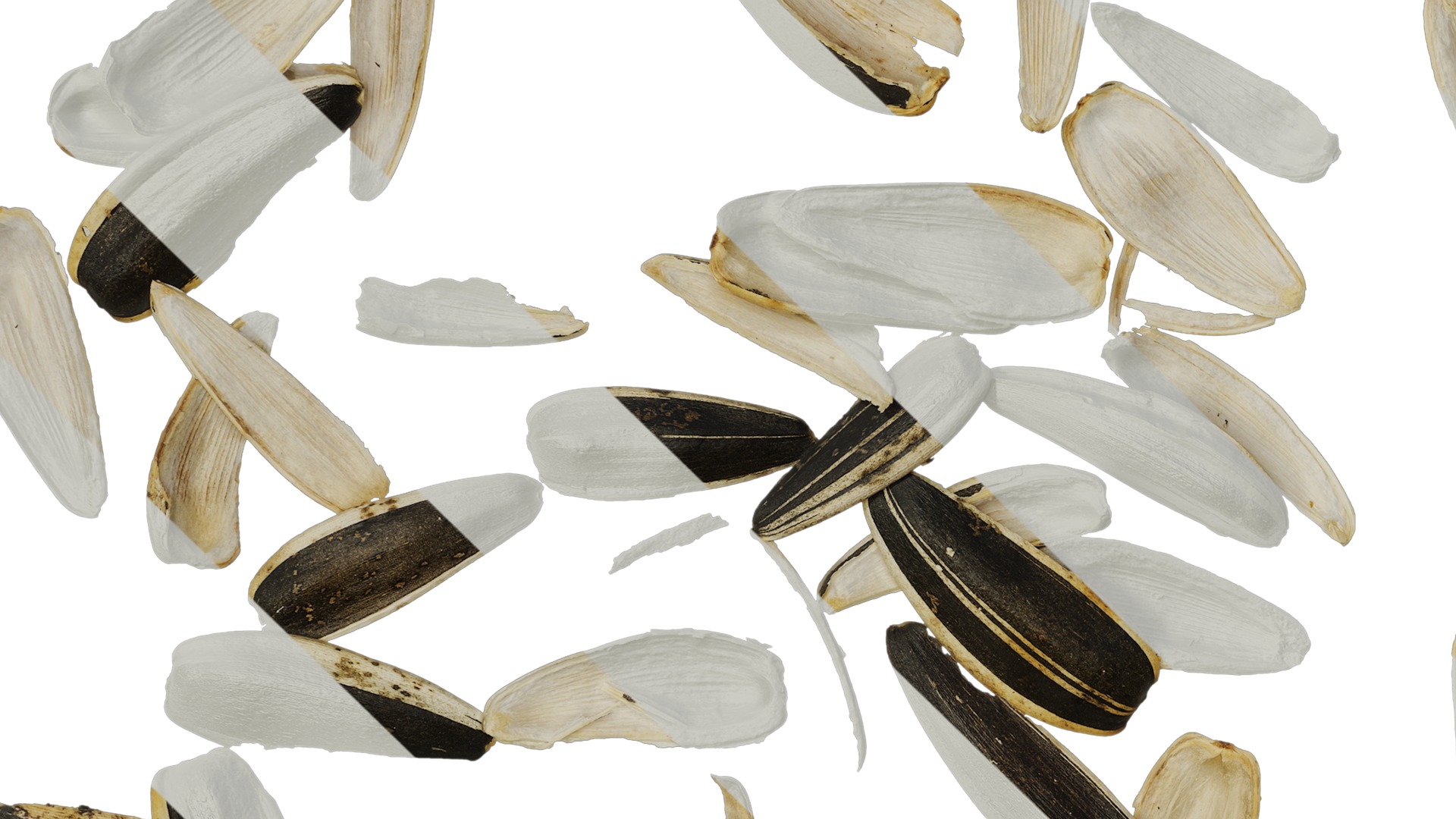 Anydrafts Melon seed shell 03 Texture_3