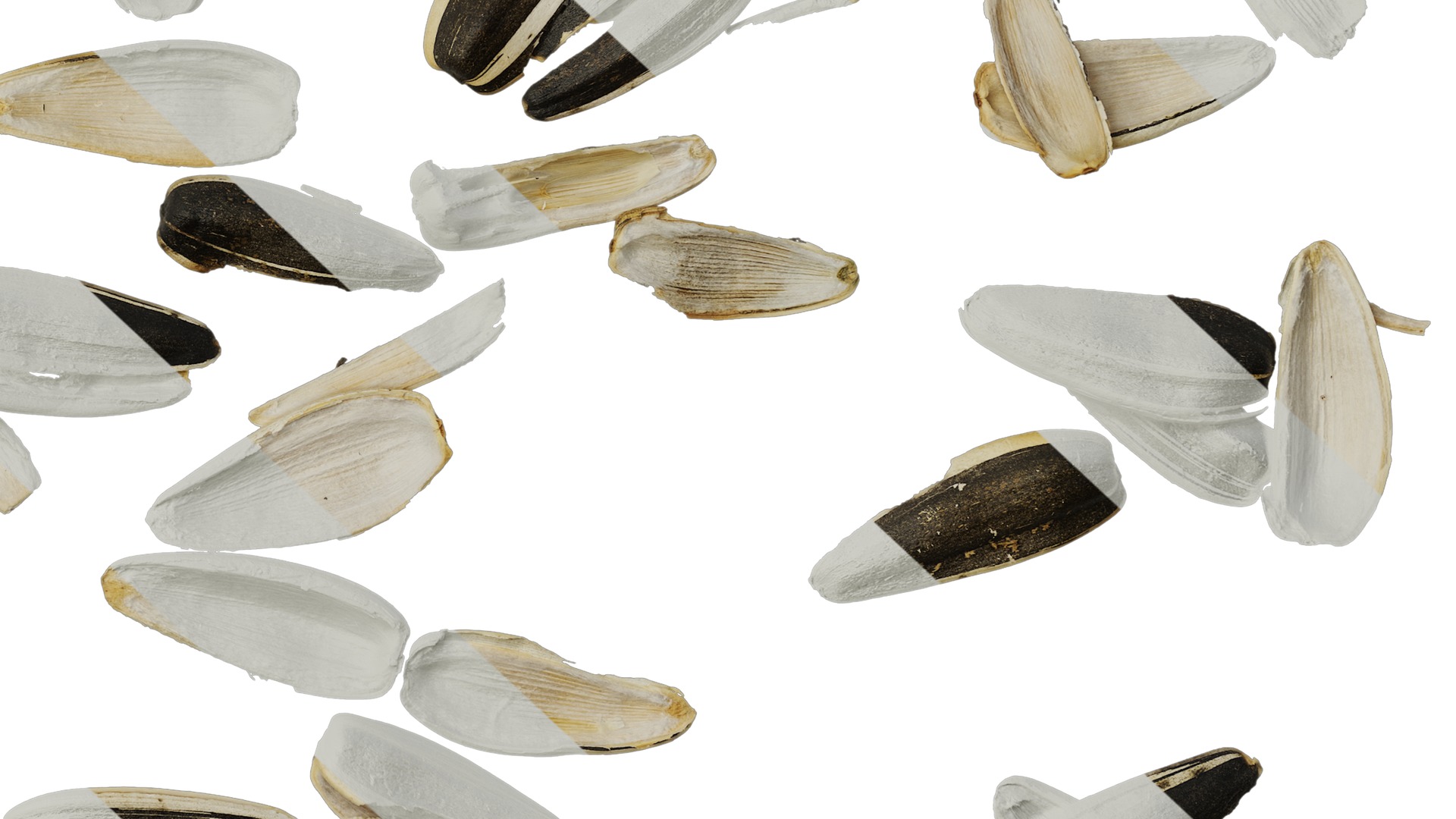 Anydrafts Melon seed shell 03 Texture_6